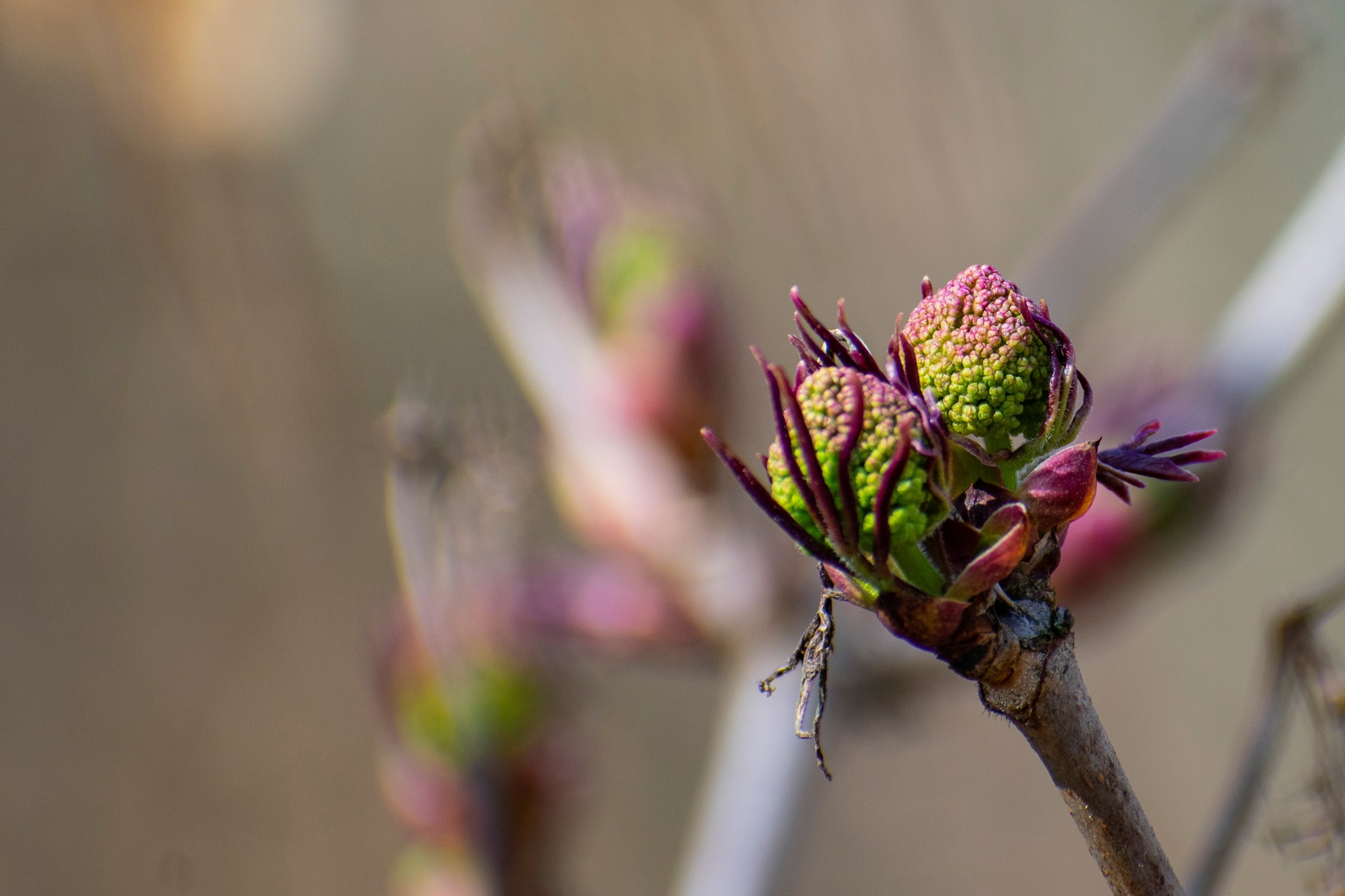 Flora of other planets - My, Biology, Botany, Plants, The photo, Longpost