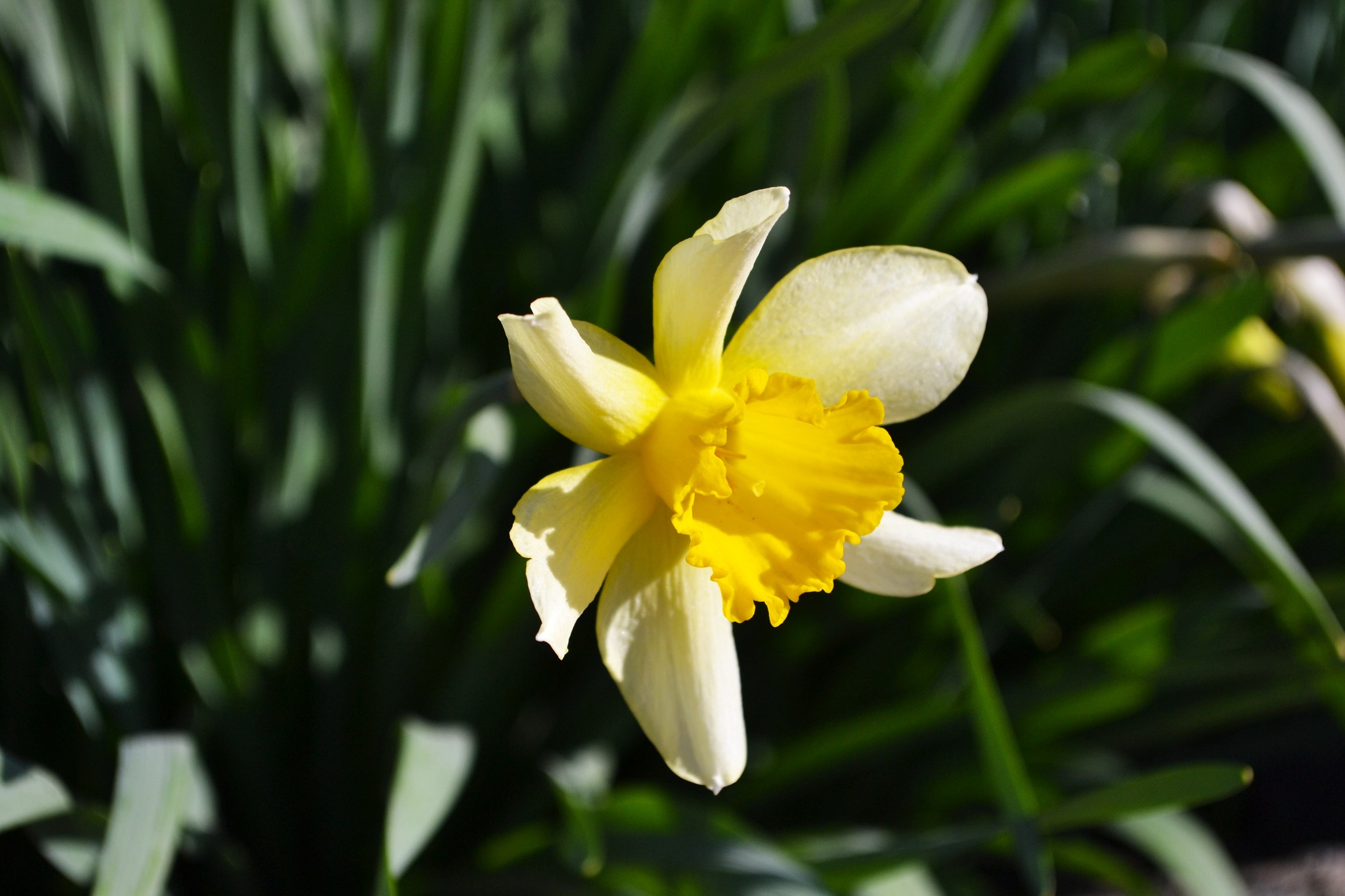 A little spring in your feed - My, The photo, Beginning photographer, Spring, Flowers, Bees, Longpost