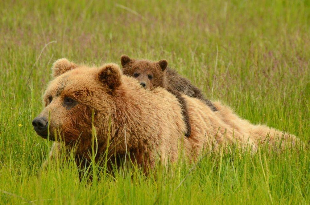 It's better to go than to walk) - The Bears, Wild animals, wildlife, Motherhood, Brown bears