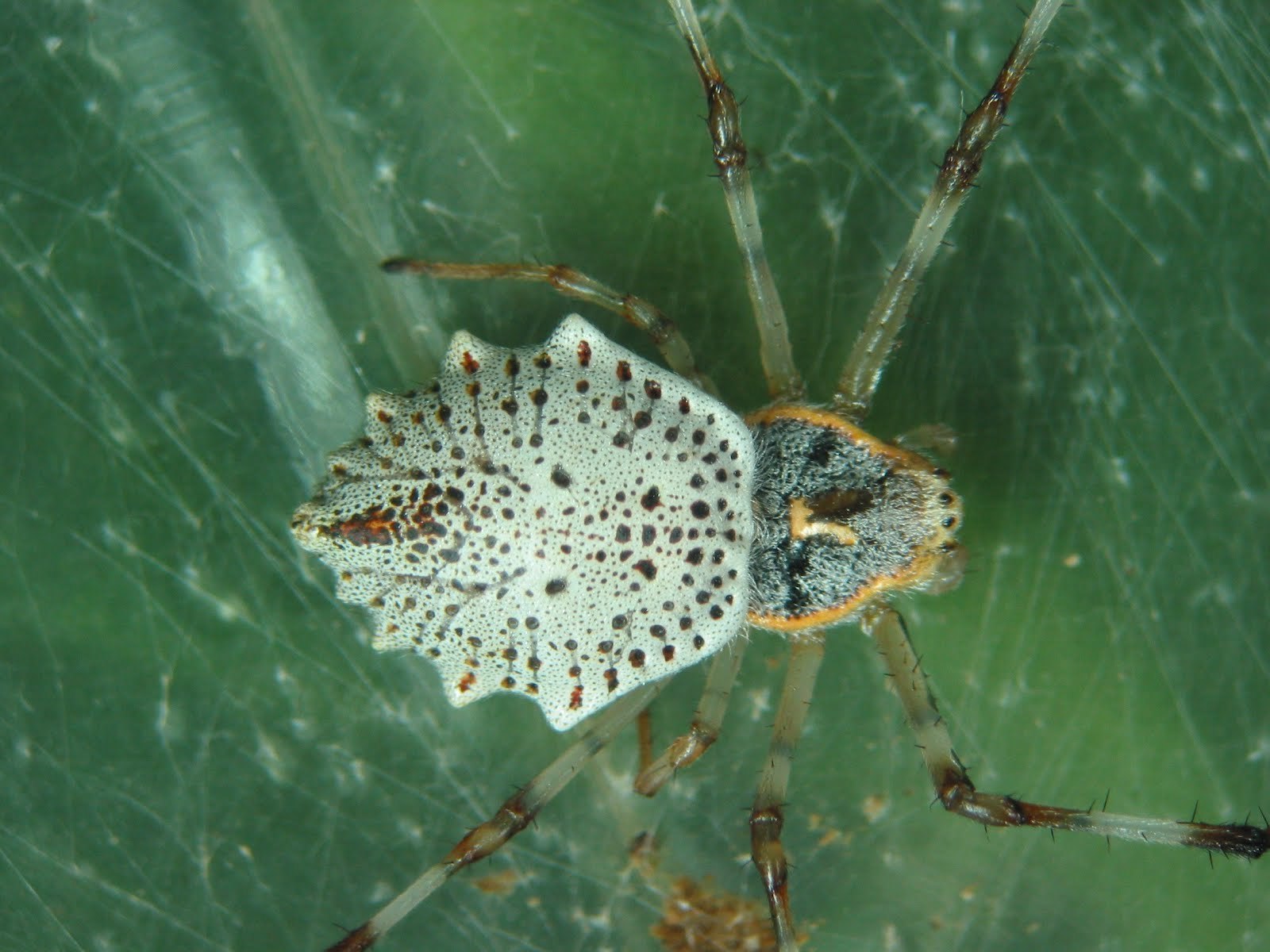 #15 - Spider, Mat, Longpost, Trypophobia