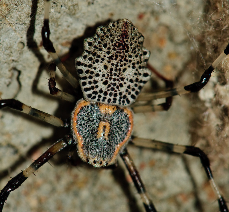 Lolth #15 - Паук, Мат, Длиннопост, Трипофобия