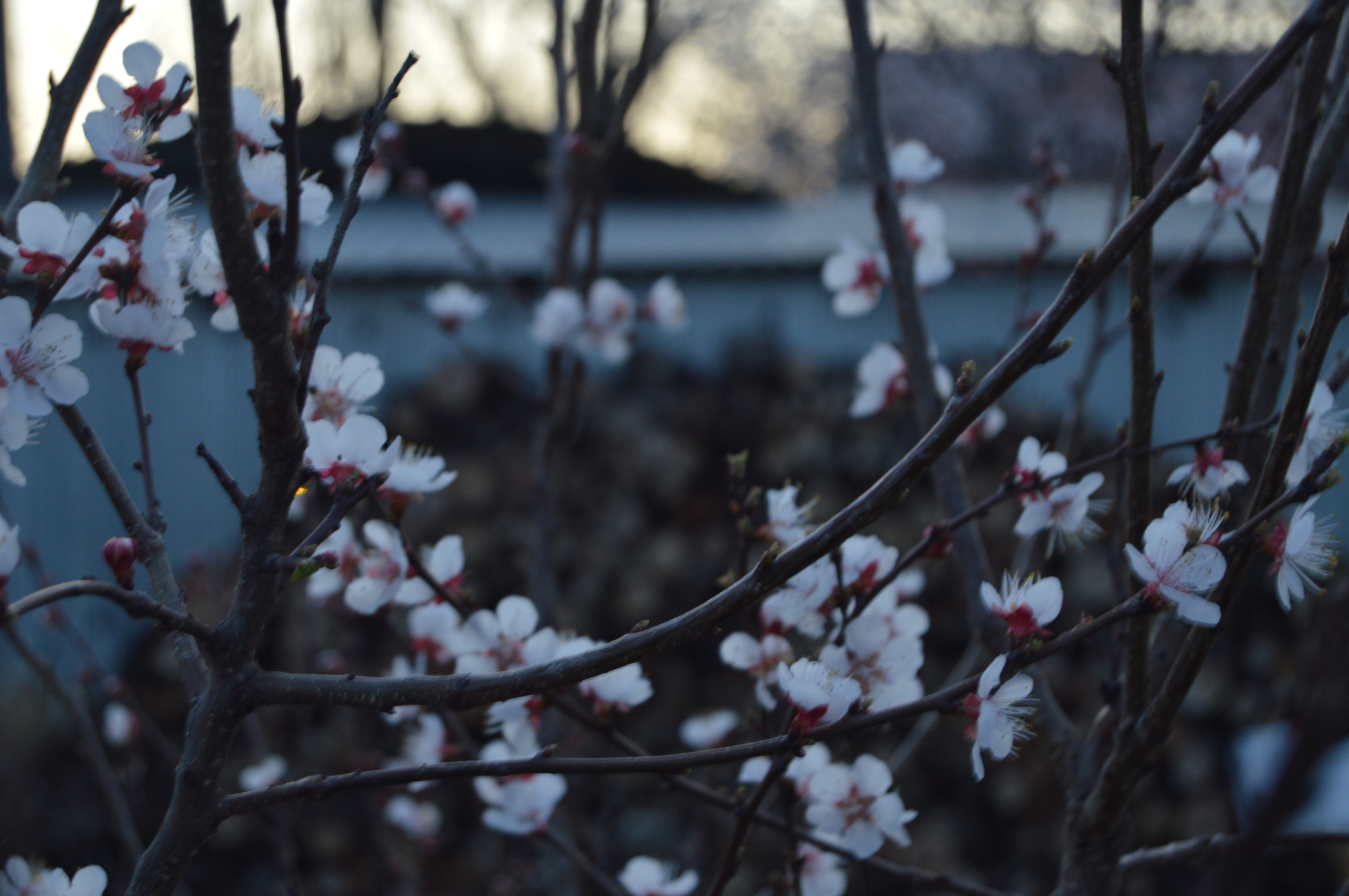 Since I'm in quarantine, I'm sharing photos from the backyard - My, The photo, Spring, Backyard, Новичок, Longpost