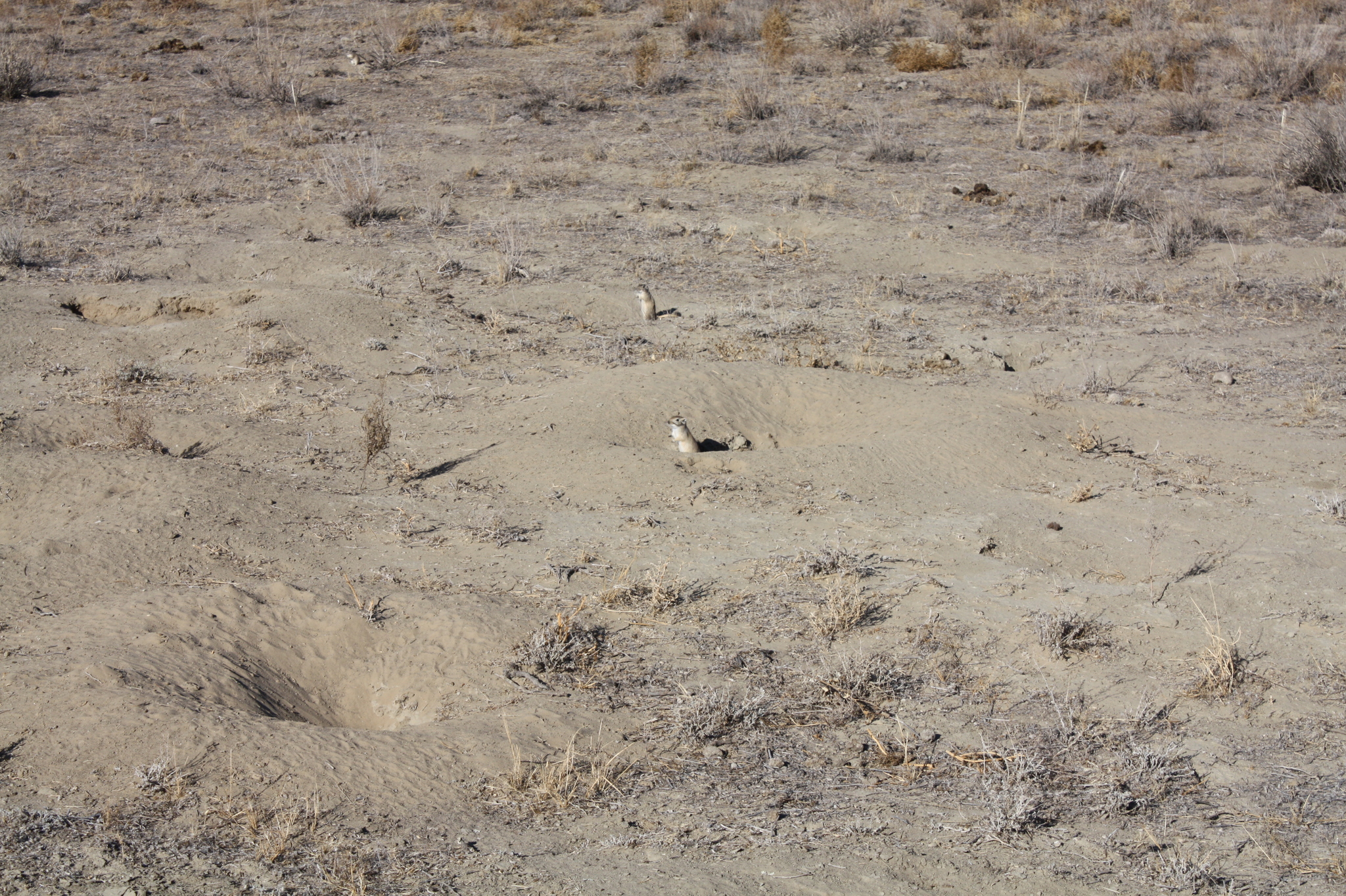 Great gerbil - My, Rodents, Gerbil, Step, Animals, Mammals, Video, Longpost