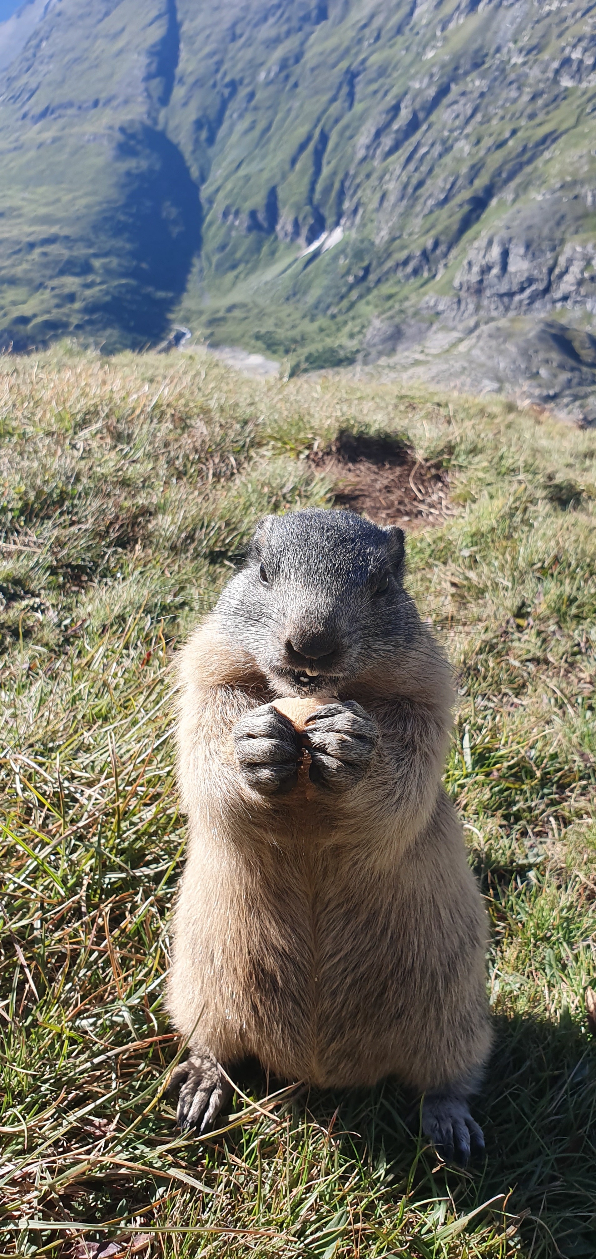 Alpine marmots - My, Austria, Marmot, Alps, Longpost