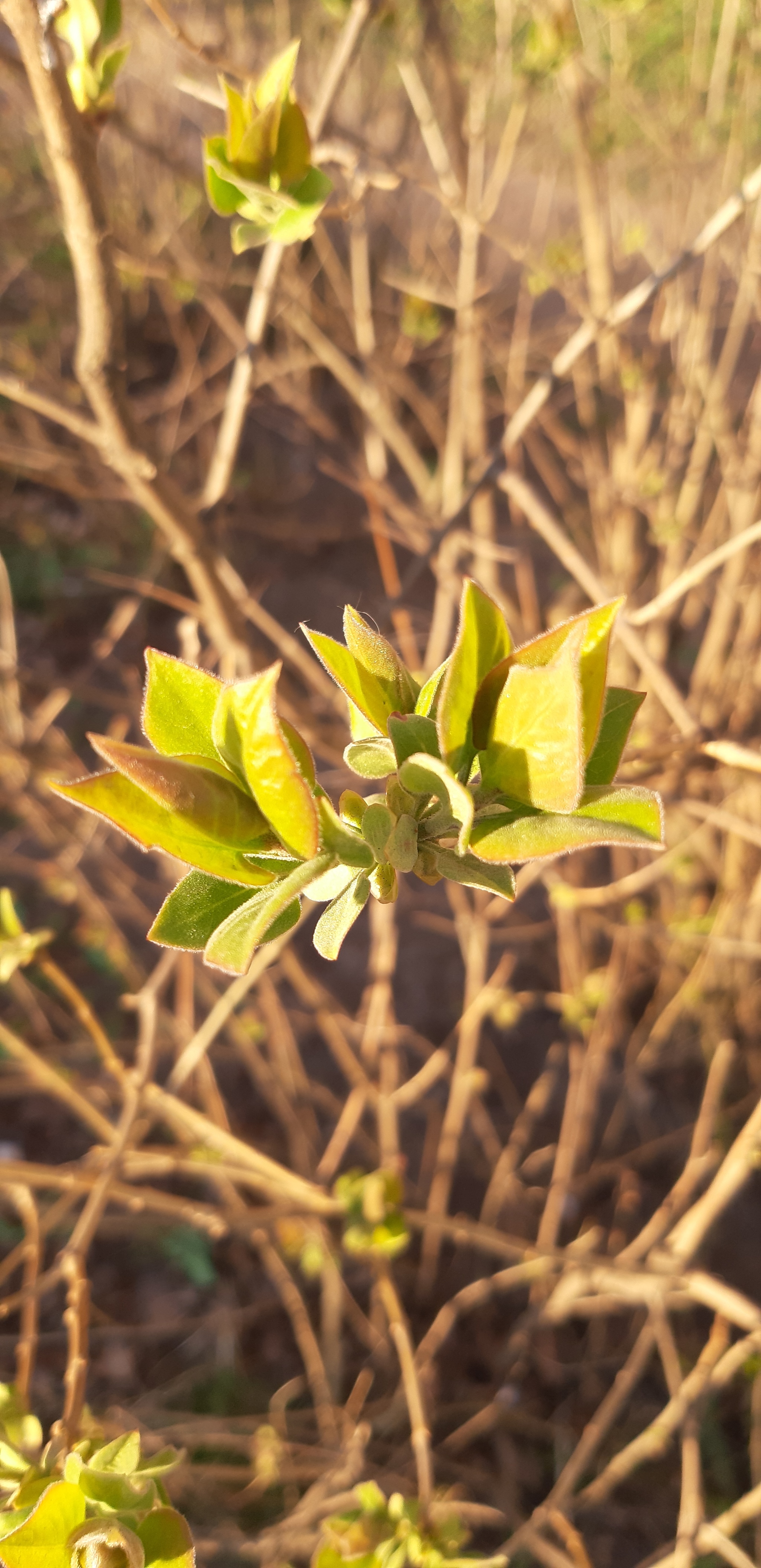 Little things, but nice to watch... - My, Nature, Walk, Spring, Plants, Mobile photography, Longpost