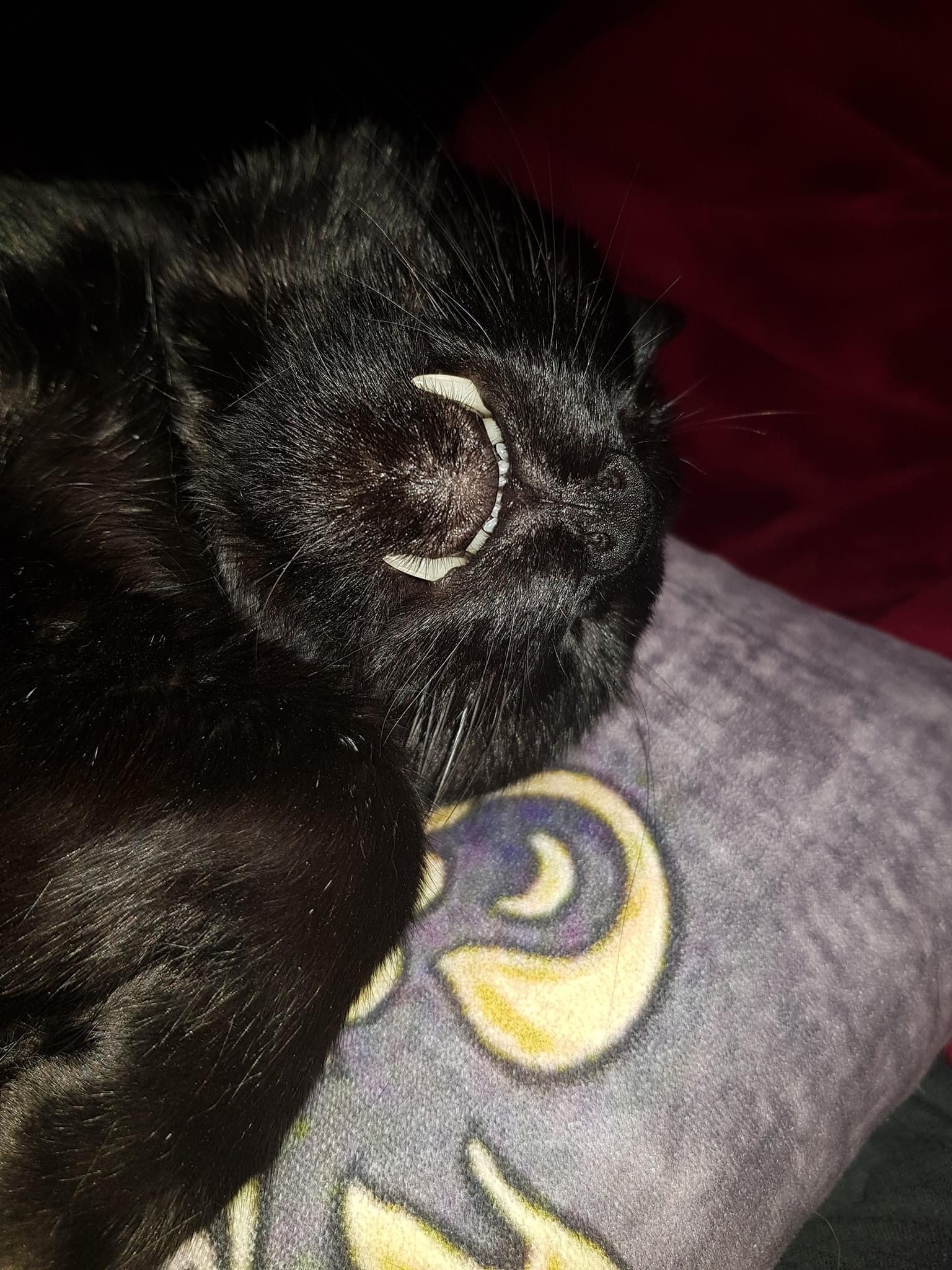 Little vampire - cat, Fangs