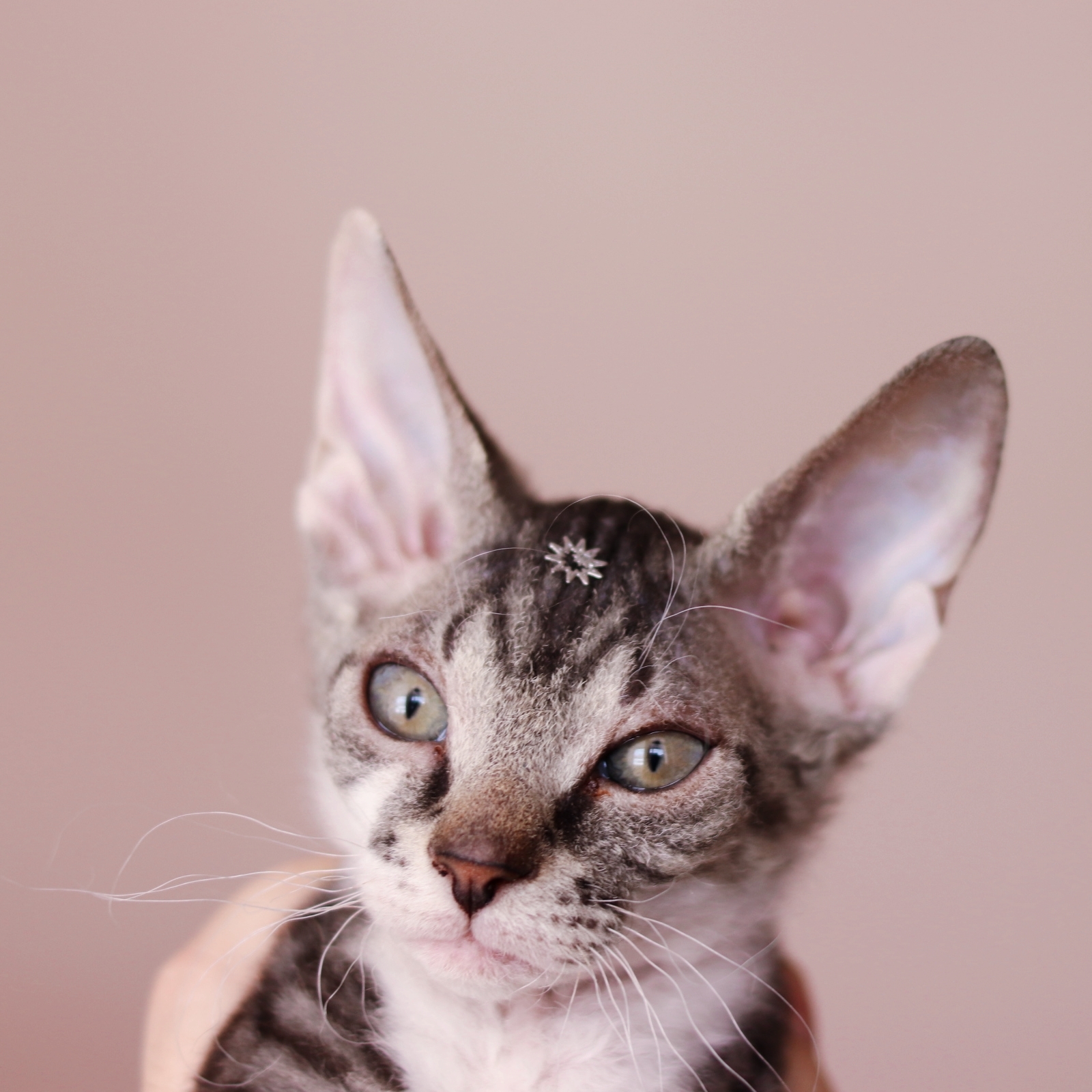 Star in the forehead - My, Pets, Velour Sphinx, Easter, Longpost, cat, Kittens