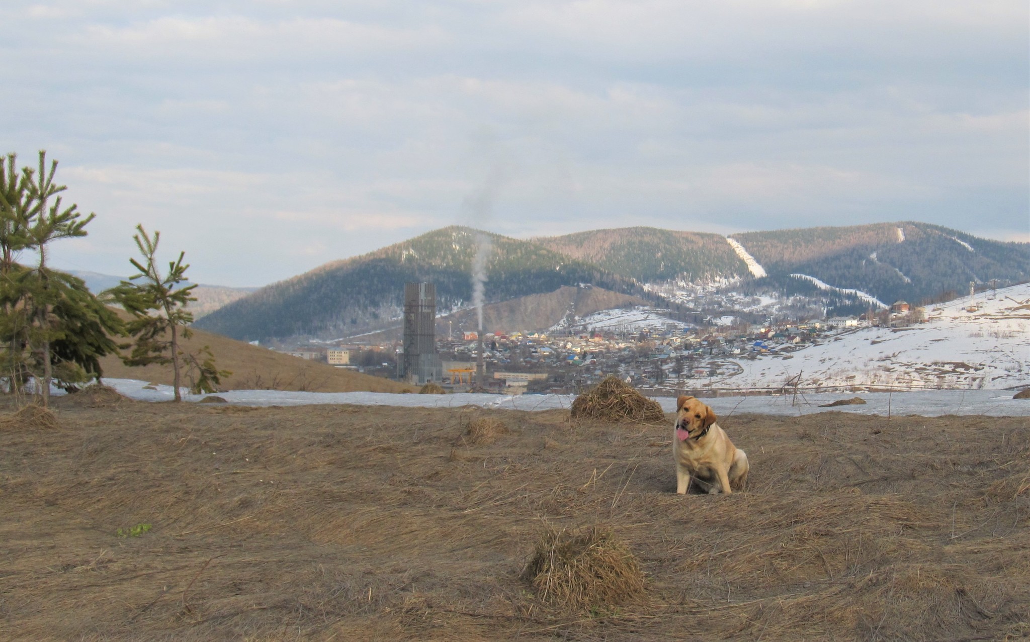 Until the ticks woke up - My, Spring, Walk, Nature, Gornaya Shoria, Dog, Labrador, Video, Longpost