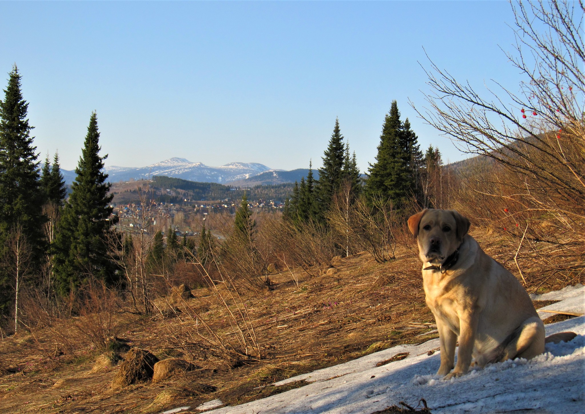 Until the ticks woke up - My, Spring, Walk, Nature, Gornaya Shoria, Dog, Labrador, Video, Longpost