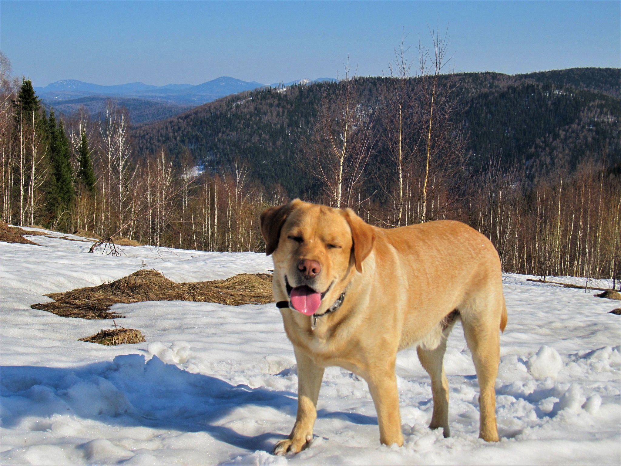 Until the ticks woke up - My, Spring, Walk, Nature, Gornaya Shoria, Dog, Labrador, Video, Longpost