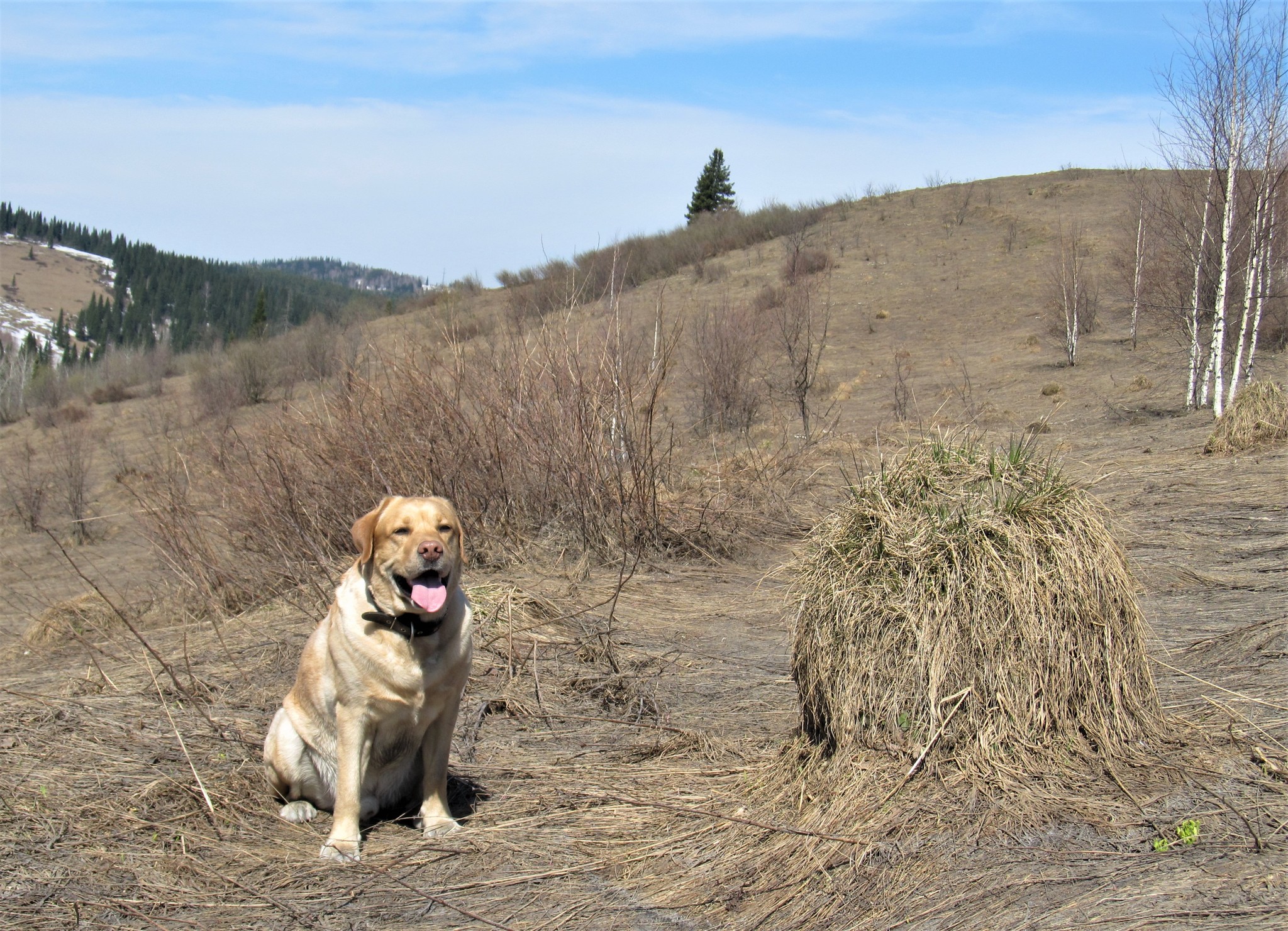 Until the ticks woke up - My, Spring, Walk, Nature, Gornaya Shoria, Dog, Labrador, Video, Longpost