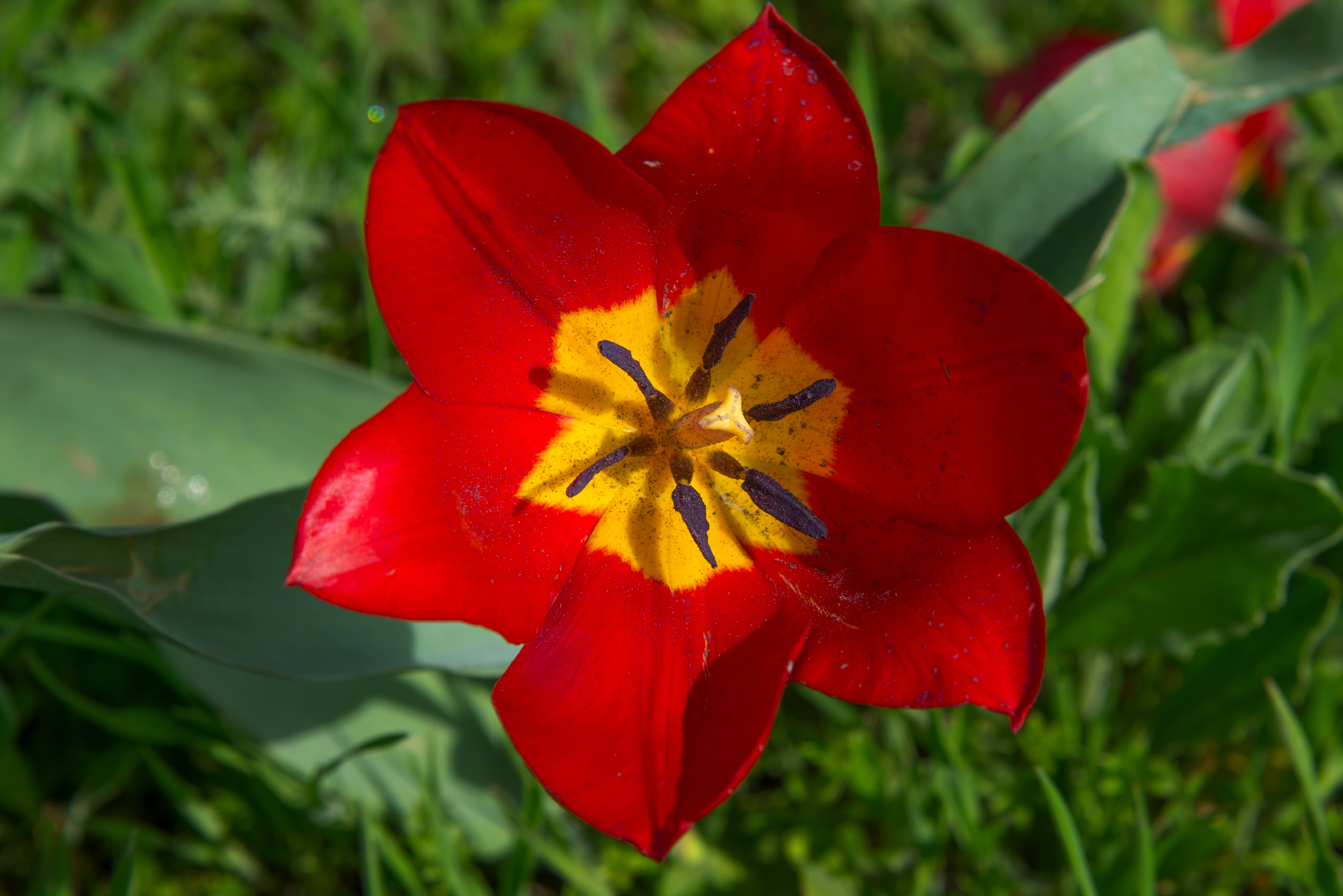 Wild tulips of Kalmykia - My, Schrenck tulips, Kalmykia, Spring, Longpost