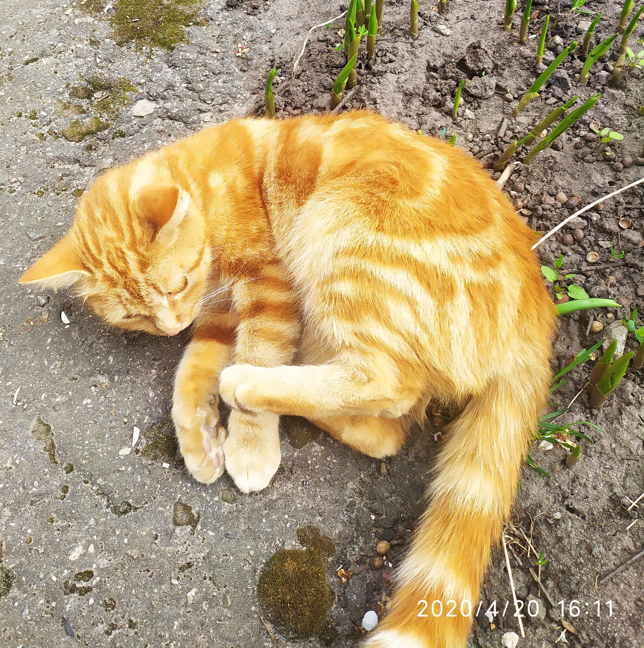 Cat in the flowerbed - My, cat, Courtyard, Flower bed, Longpost