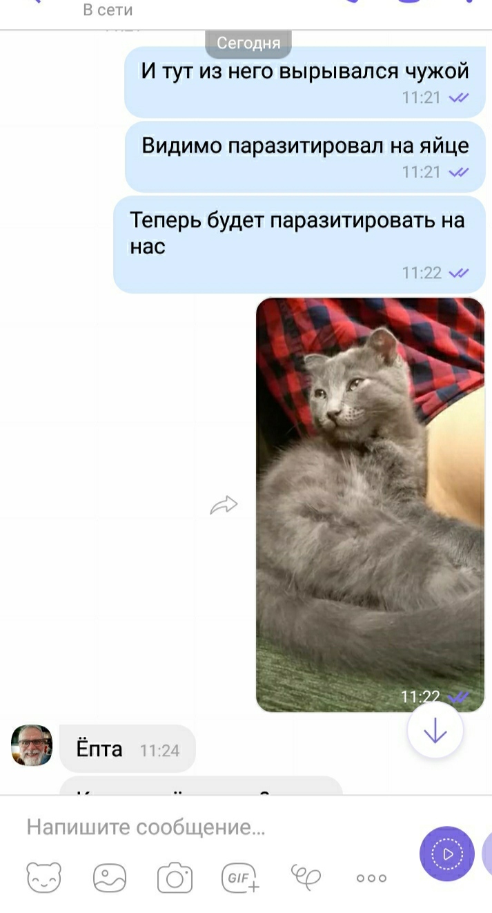 Пасха бывает разная :) - Моё, Кот, Сюрприз, Длиннопост