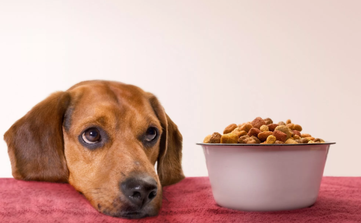 Which dry dog ??food is best? - My, Dog food, Rating, Dog, Puppies, Dry food, Longpost, Animals, Animal feed