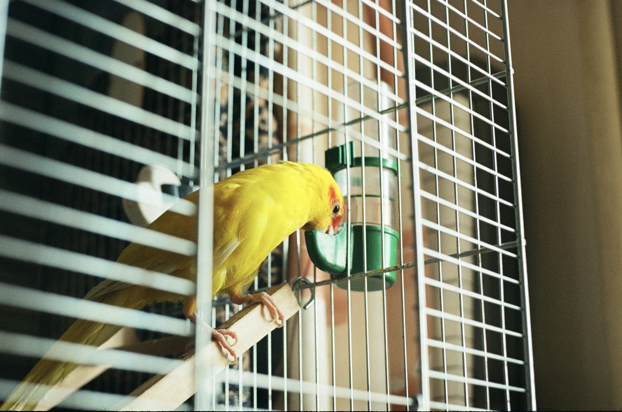 Analog photography, or how I amuse myself during quarantine - My, The photo, Quarantine, Longpost, camera roll, Camera, Helios-81n, Kyiv-19, cat, A parrot