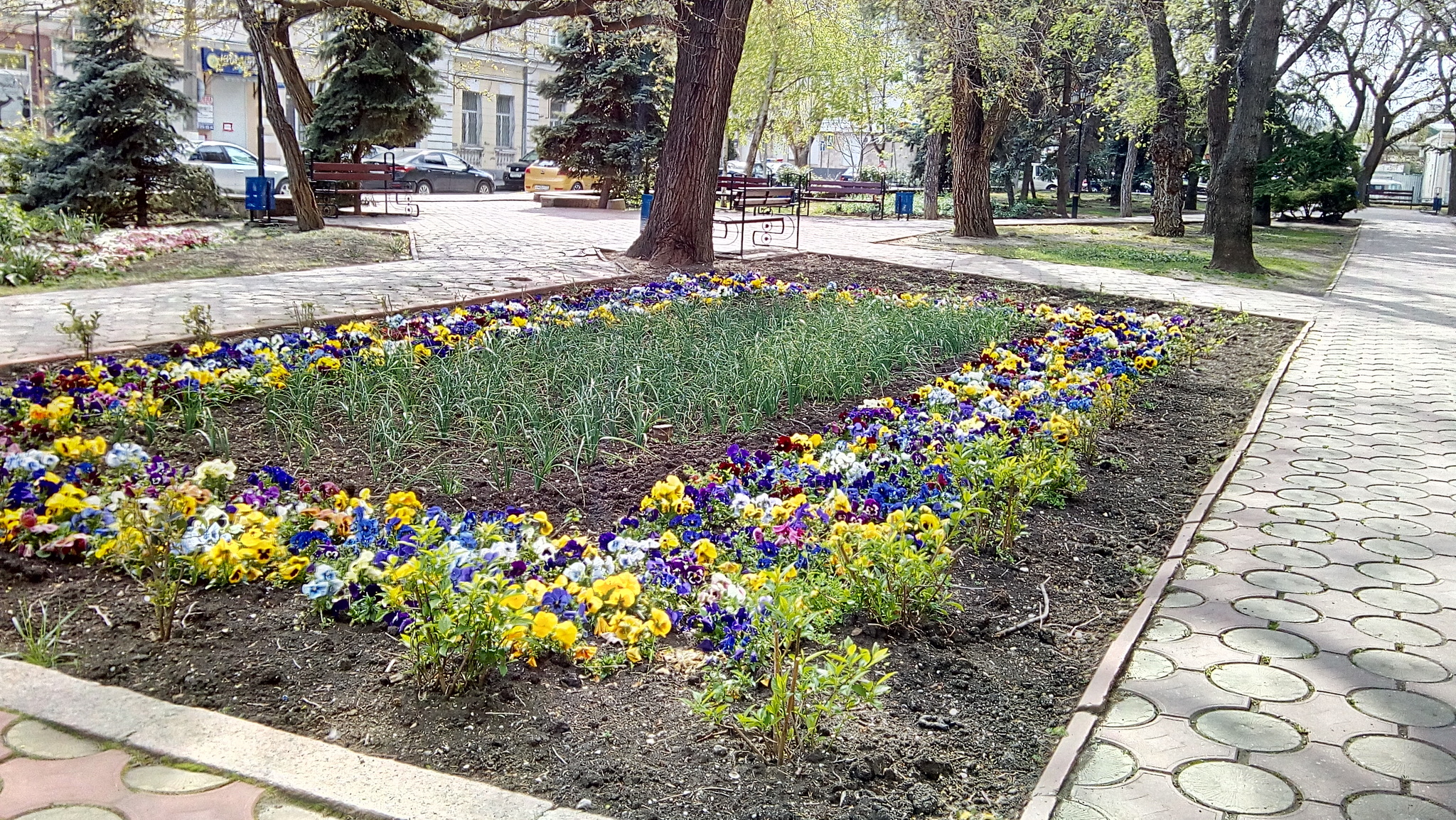 Let's dilute the feed with something positive))) - My, Positive, Spring, Flowers, Pansies, Longpost