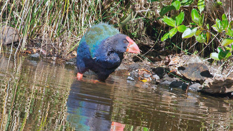 TAKAHE (Porphyrio hochstetteri) - Interesting, Animals, Longpost, Mat, Takahe, Birds