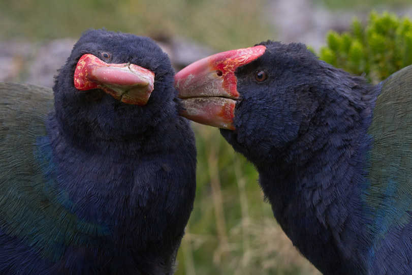 TAKAHE (Porphyrio hochstetteri) - Interesting, Animals, Longpost, Mat, Takahe, Birds