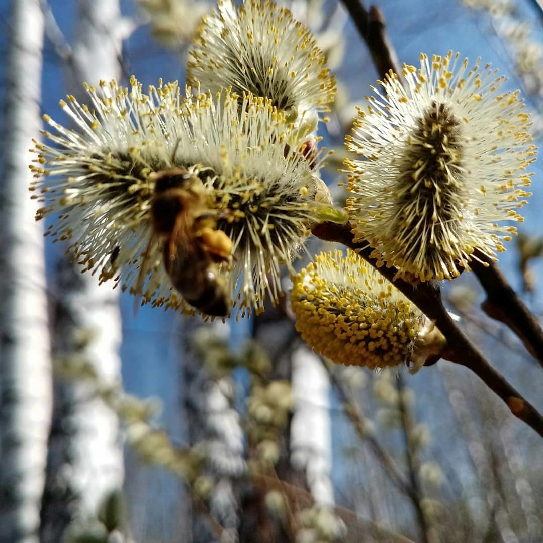 A little spring and nature! - My, Bees, Spring, Morels, Longpost