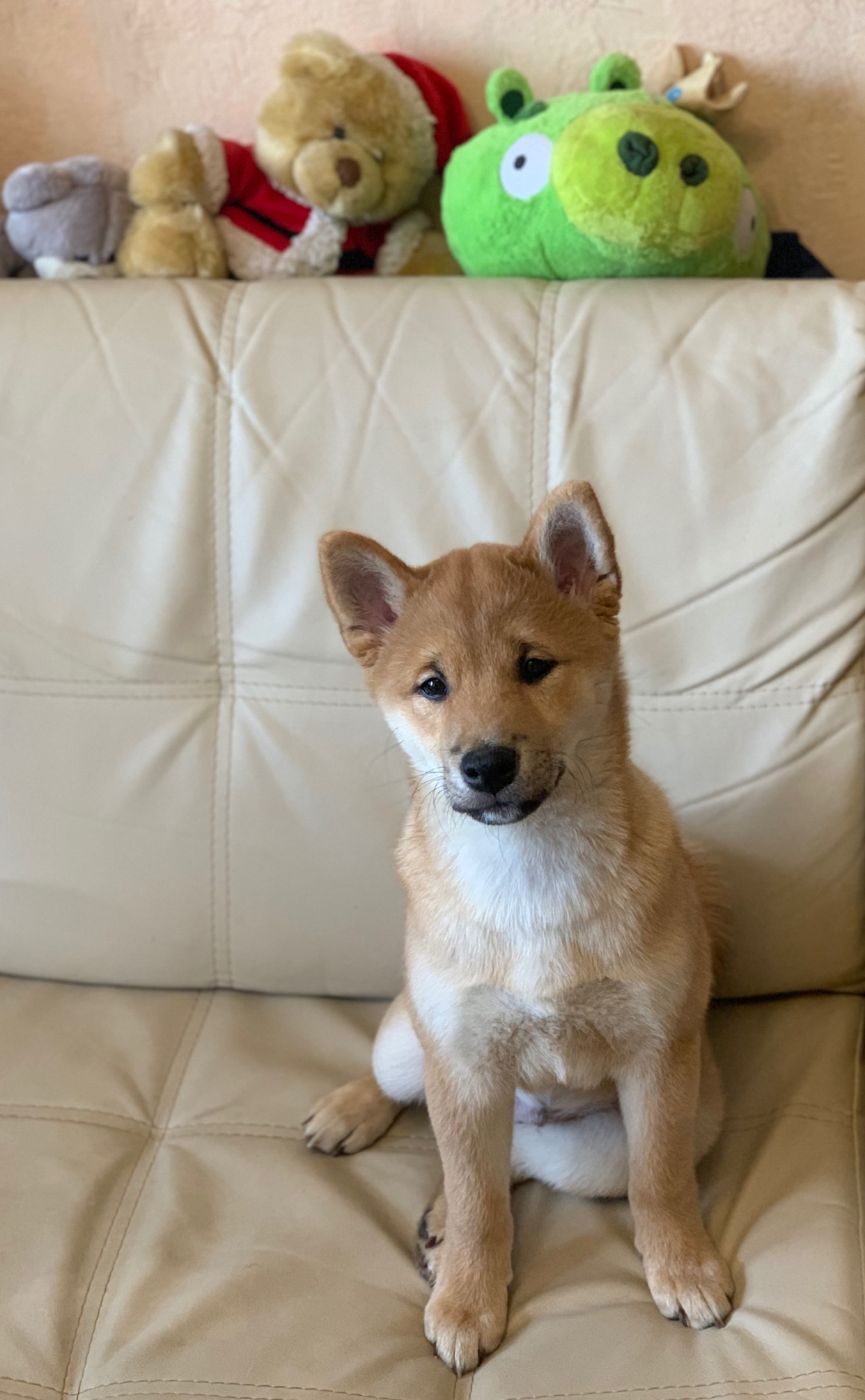 Sweet boy - My, Shiba Inu, Dog, The charm, Milota