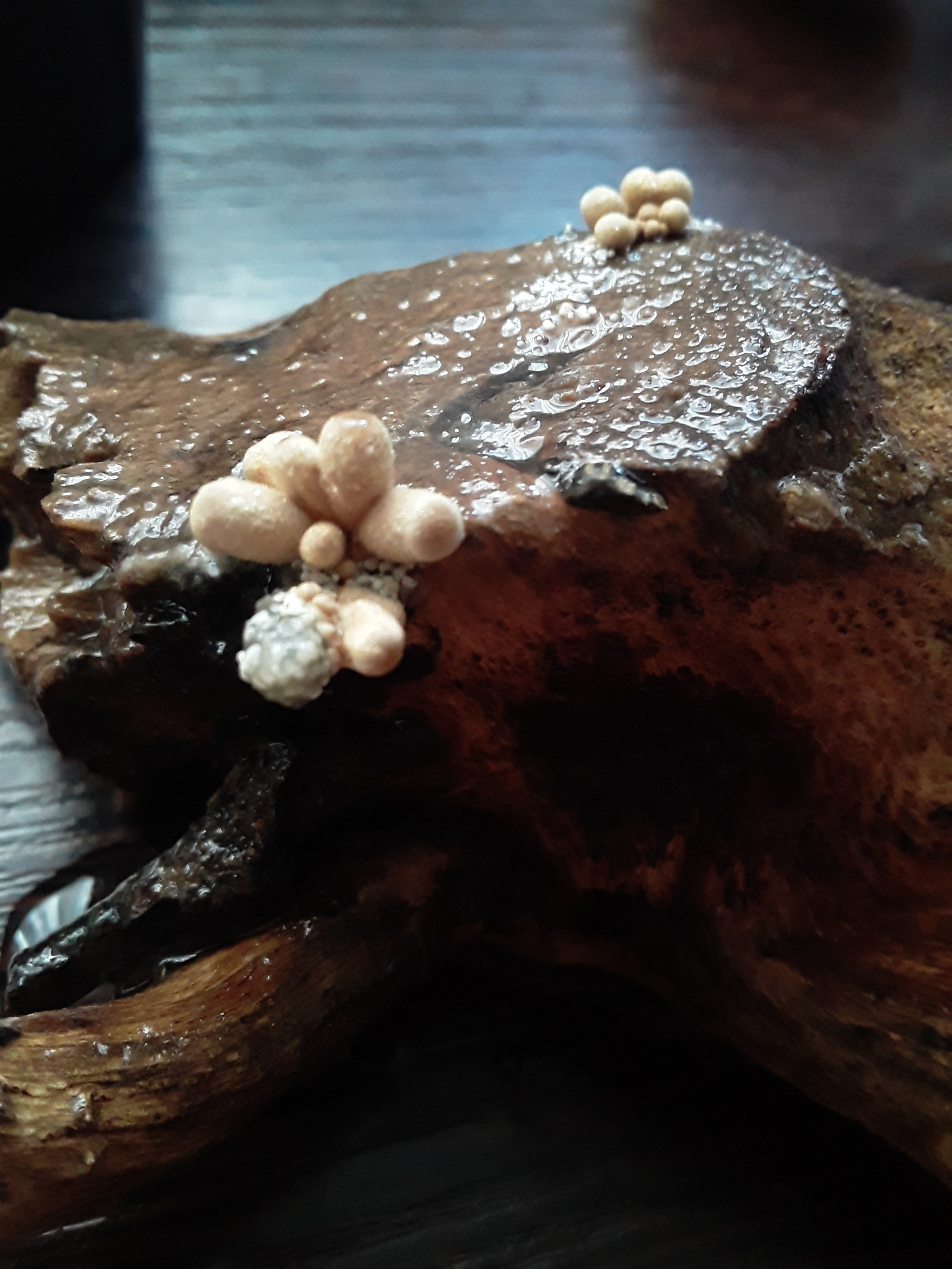 Help, what is this? - My, Aquarium, What's this?, Mushrooms, outgrowth, Question, Longpost