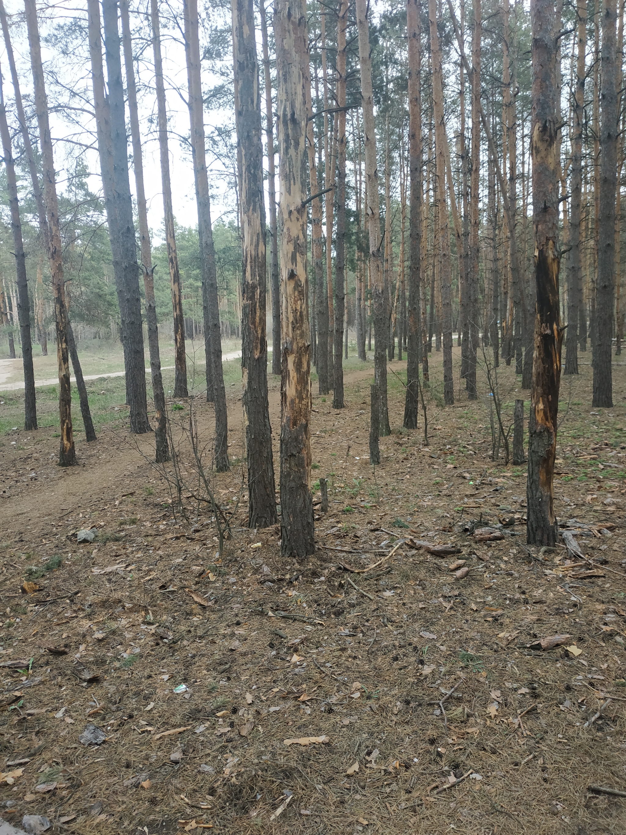 Отверстия в деревьях - Моё, Дерево, Охрана природы, Длиннопост