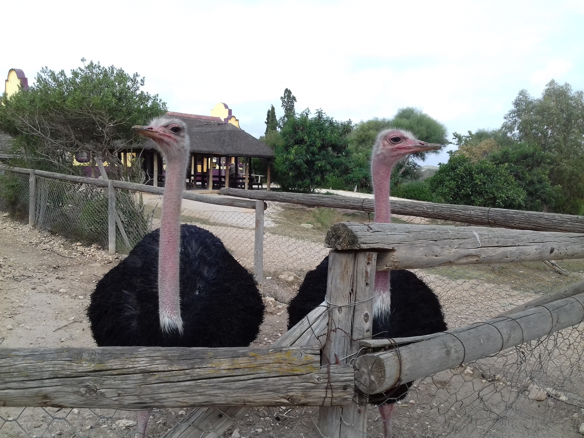 Тунис.Зоопарк Фригия(Friguia Animal Park) - Моё, Тунис, Хаммамет, Фригия, Отдых, Путешествия, Животные, Длиннопост