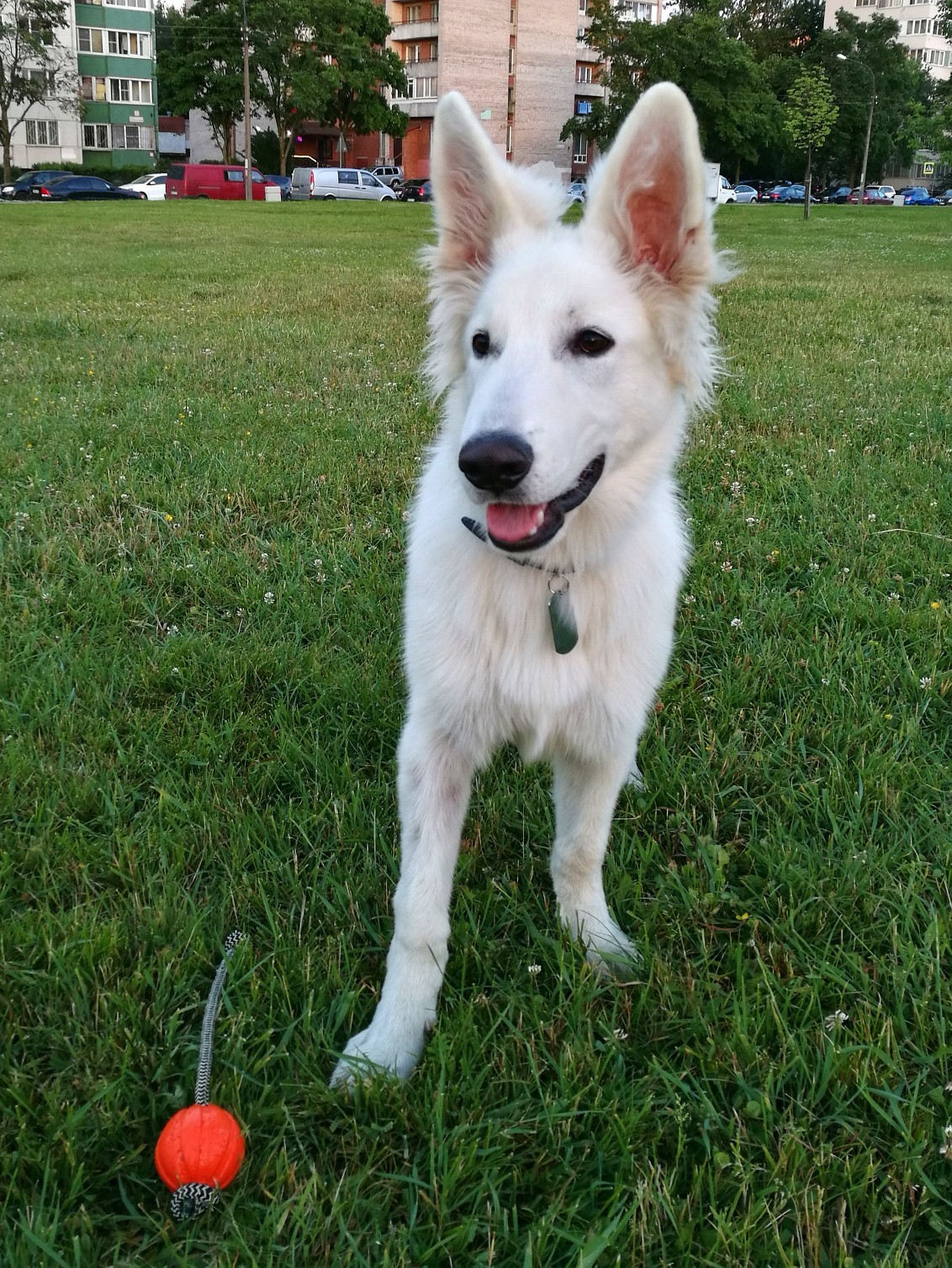 It was and became - My, It Was-It Was, Dog, White swiss shepherd, Best friend, Longpost