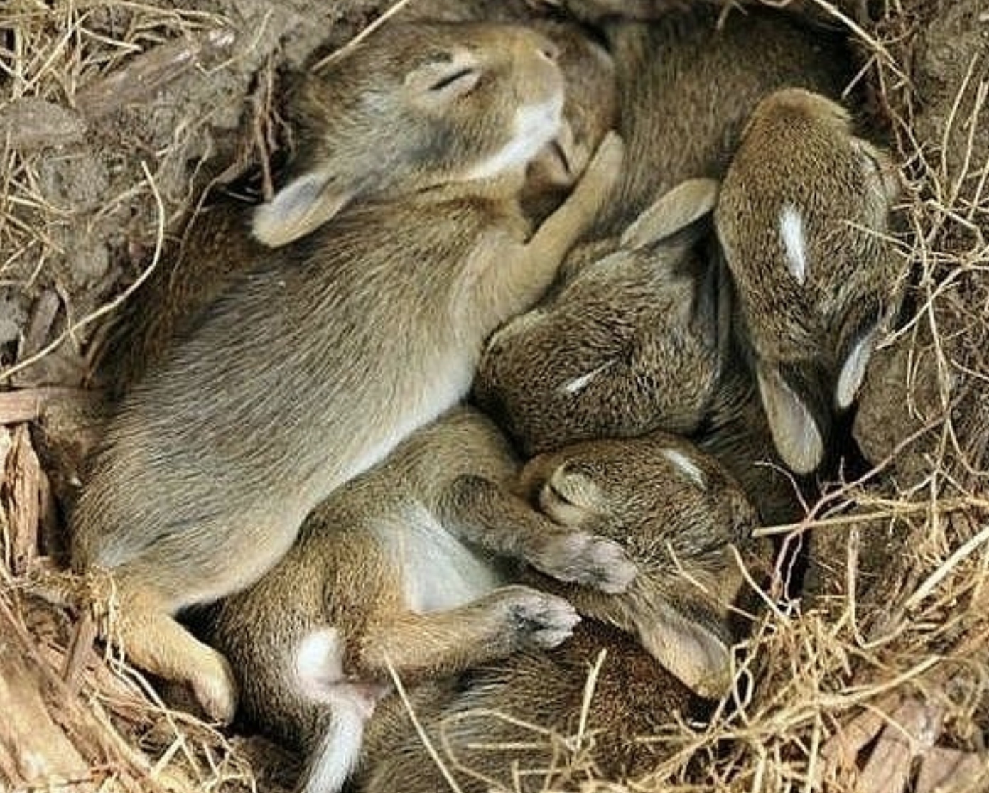 Don't burn dry grass in the fields! - Important, wildlife, Animals, Rabbit, Danger, Longpost