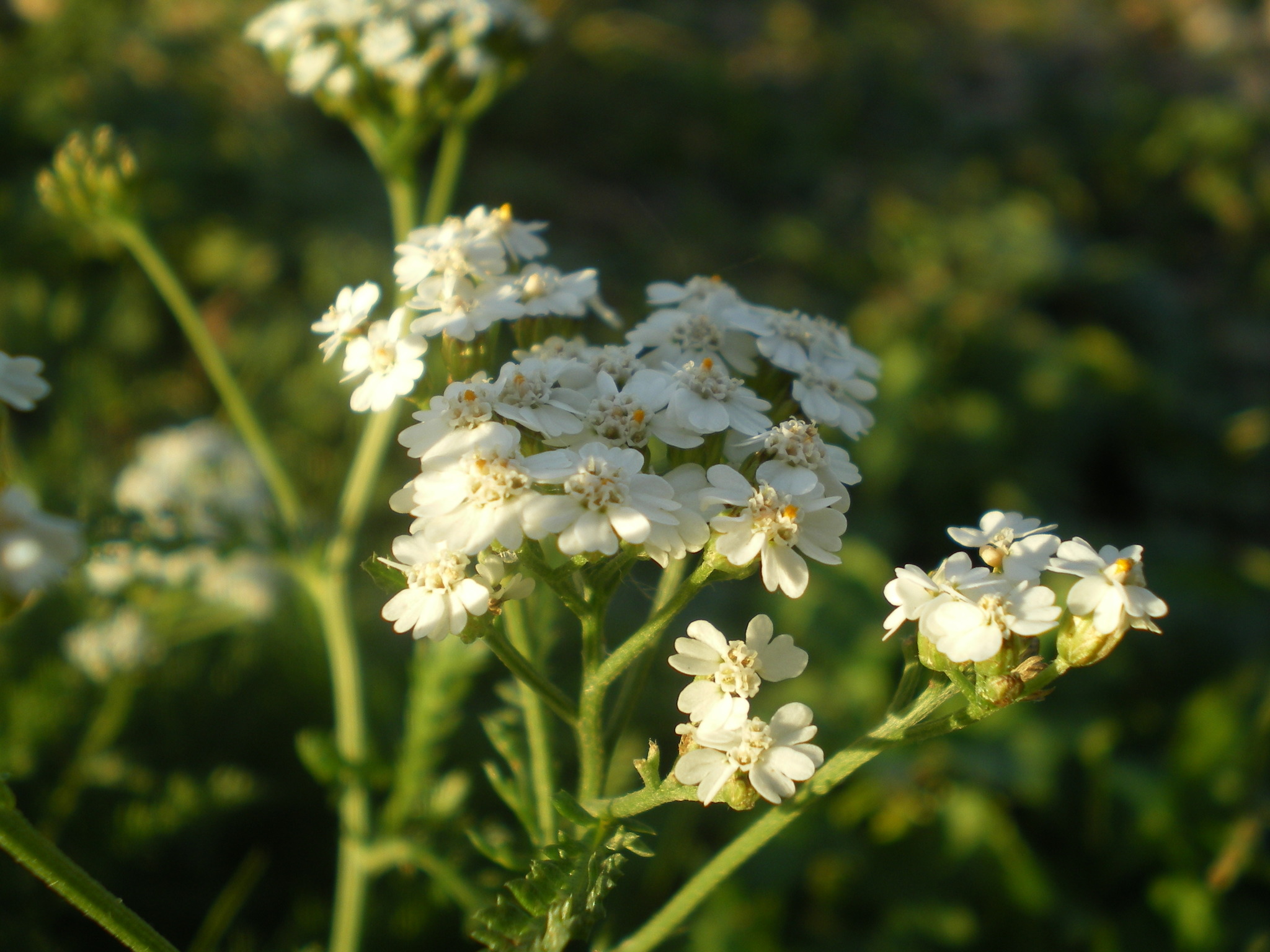 My experience in macro photography - My, The photo, Macro photography, Animals, Insects, Photographer, Flowers, Longpost