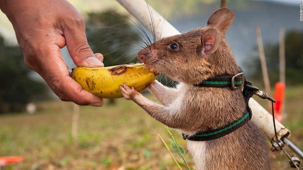 Is it legal to walk a rat these days? - Rat, Walking, Humor, Actual, Pets, The photo, Longpost