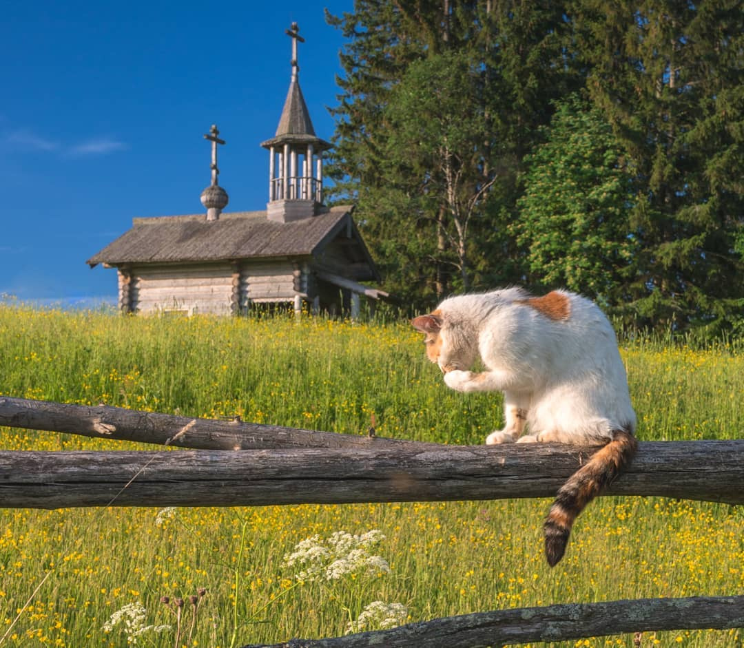 Rustic, free Kote. Envy the city people) - cat, Fence, Church, Milota, Liberty