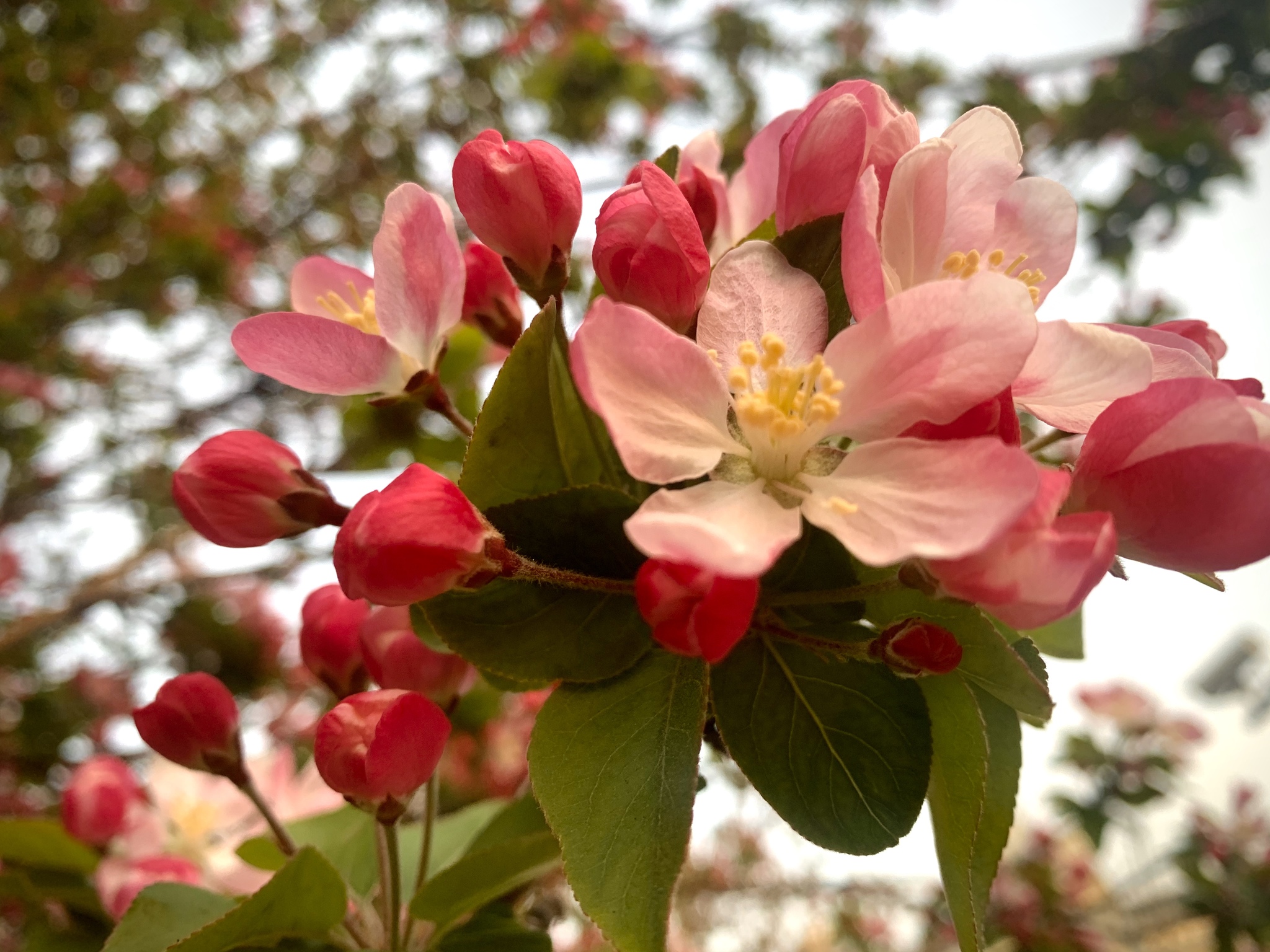 So that spring does not pass unnoticed - My, China, beauty, Nature, Spring, Flowers, The photo, Mobile photography, Longpost