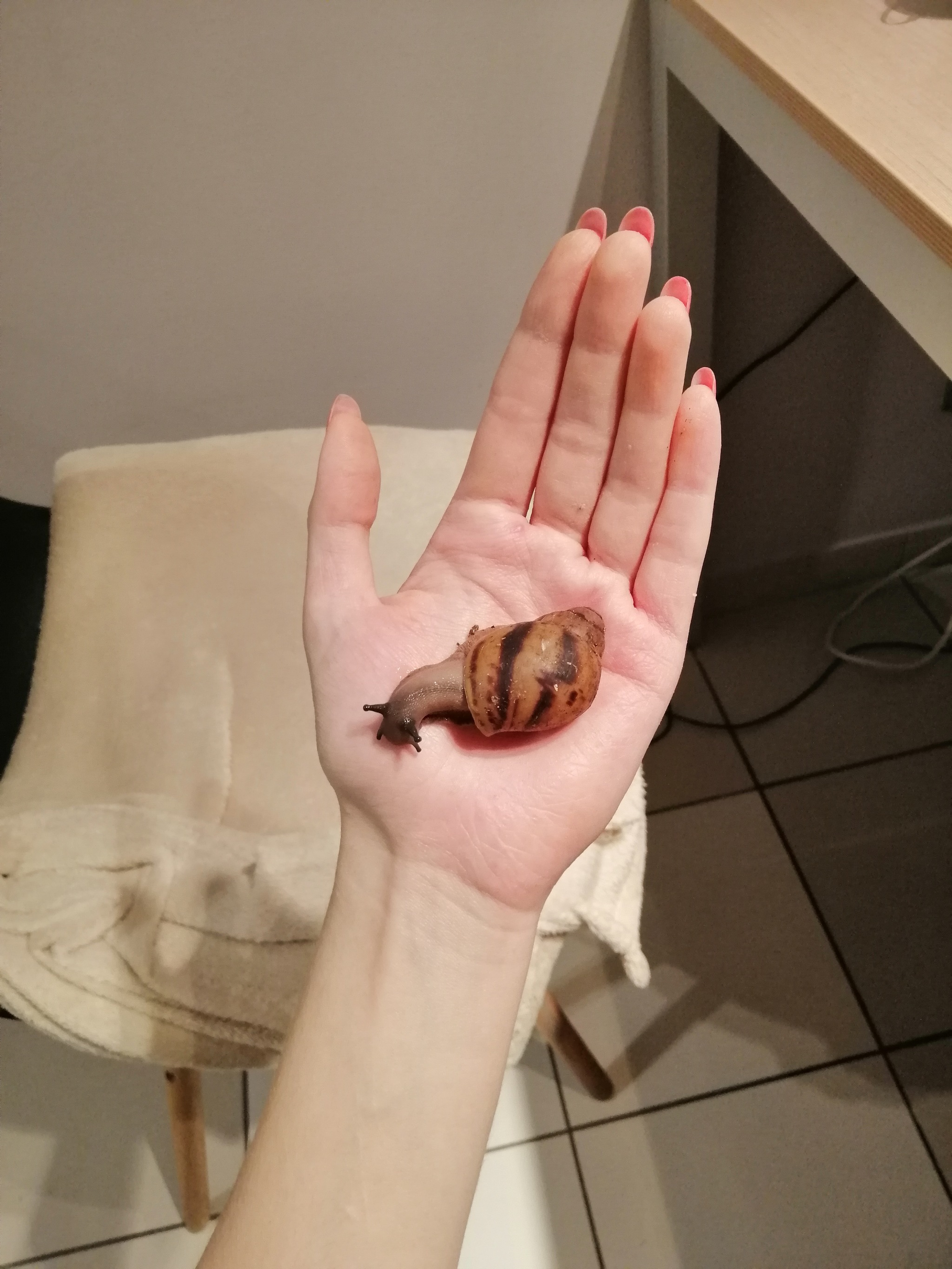 Arhahatina! - Snail, It Was-It Was, Pets, A parrot, Longpost, Achatina