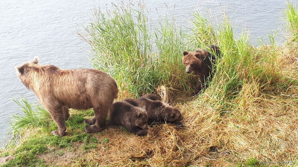 Simple feminine warmth of a big bear heart - The Bears, Teddy bears, Adoption, Kindness, Wild animals, Brown bears, wildlife, Kamchatka