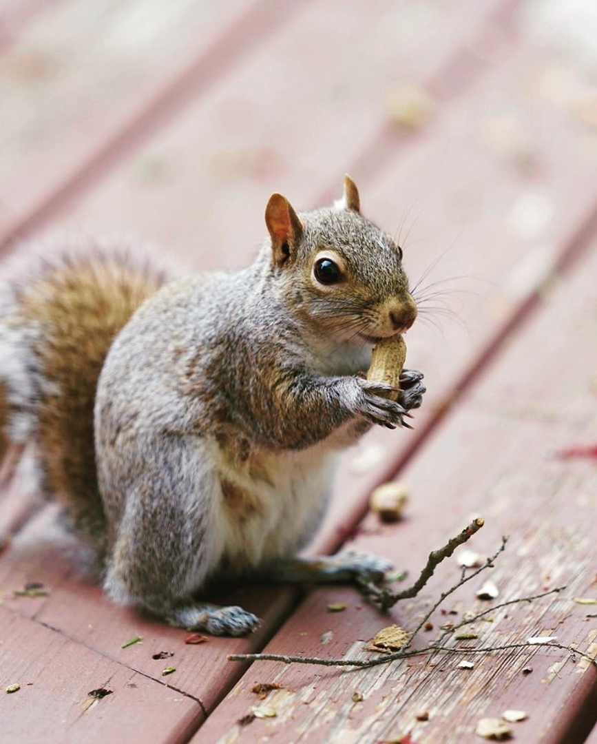 Animal News - My, Squirrel, Rodents, Fluffy, Milota, Photographer, Longpost