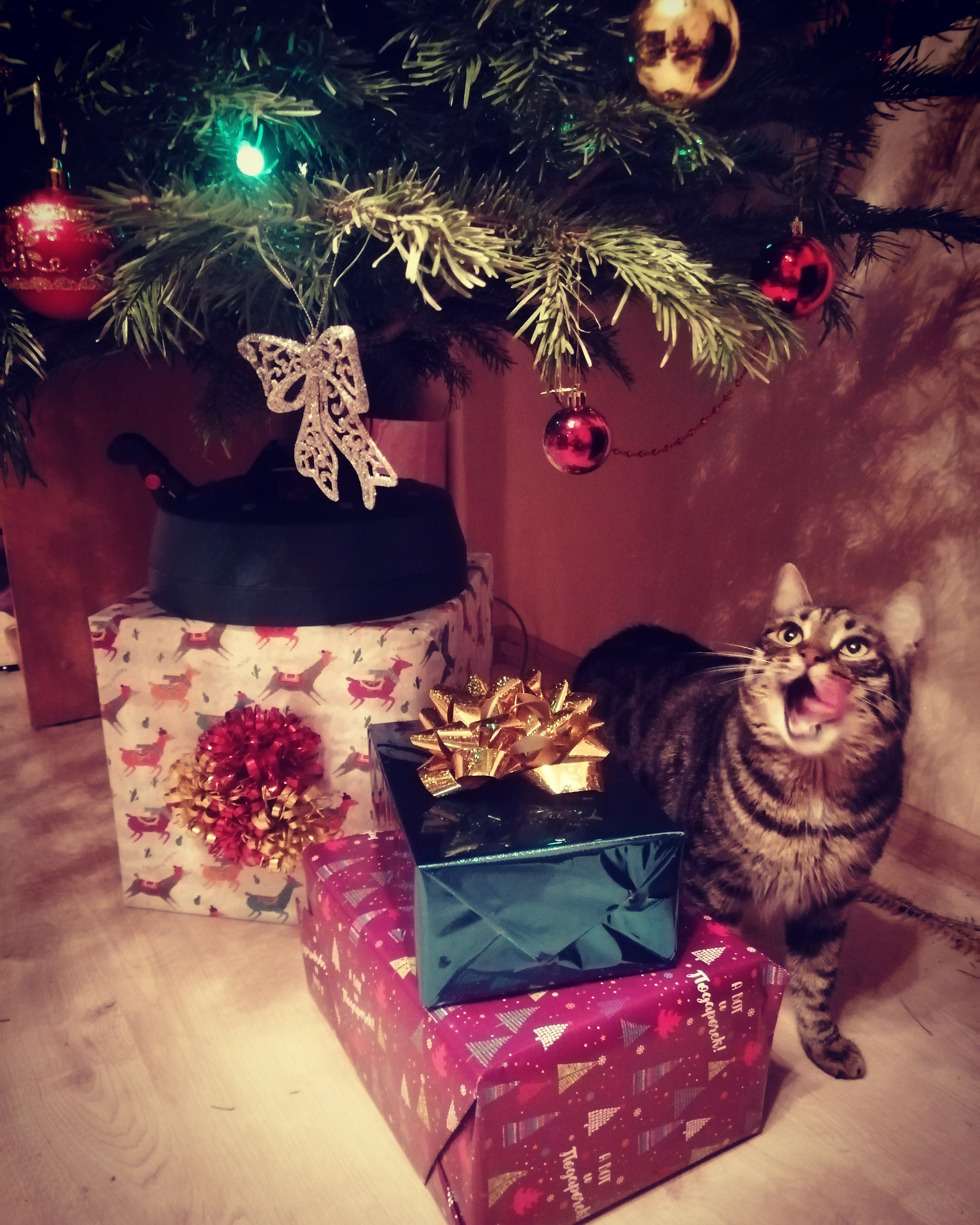 Was/became - My, cat, It Was-It Was, Increased, Christmas tree, Longpost