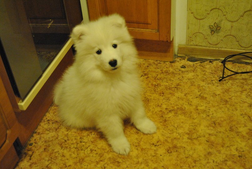 It was - it became - My, Samoyed, Dog, It Was-It Was, The photo