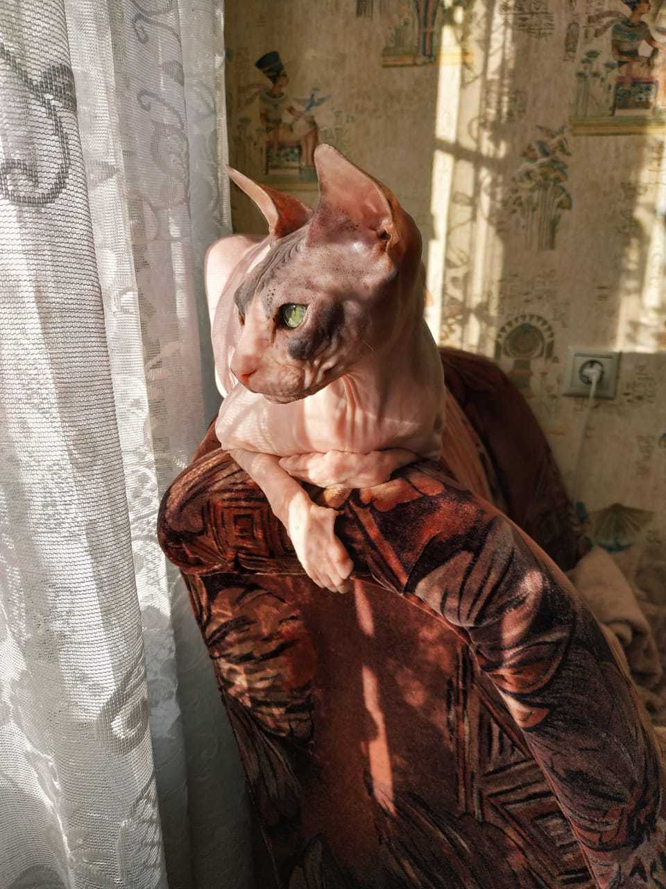 It was and became. My bald roommate)) - My, It Was-It Was, Pets, Don Sphynx, Before and after, Longpost, cat