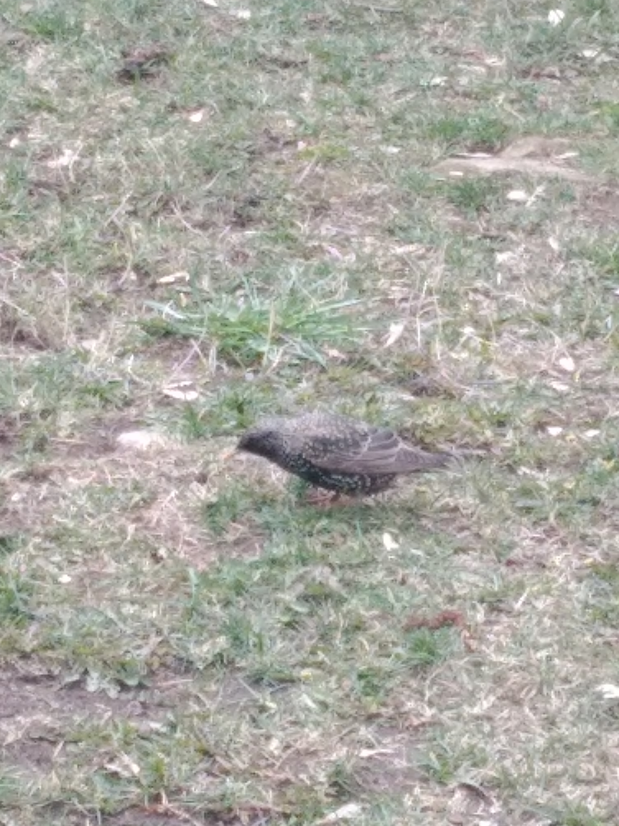 Help identify the bird - Birds, Moscow, No rating, Longpost