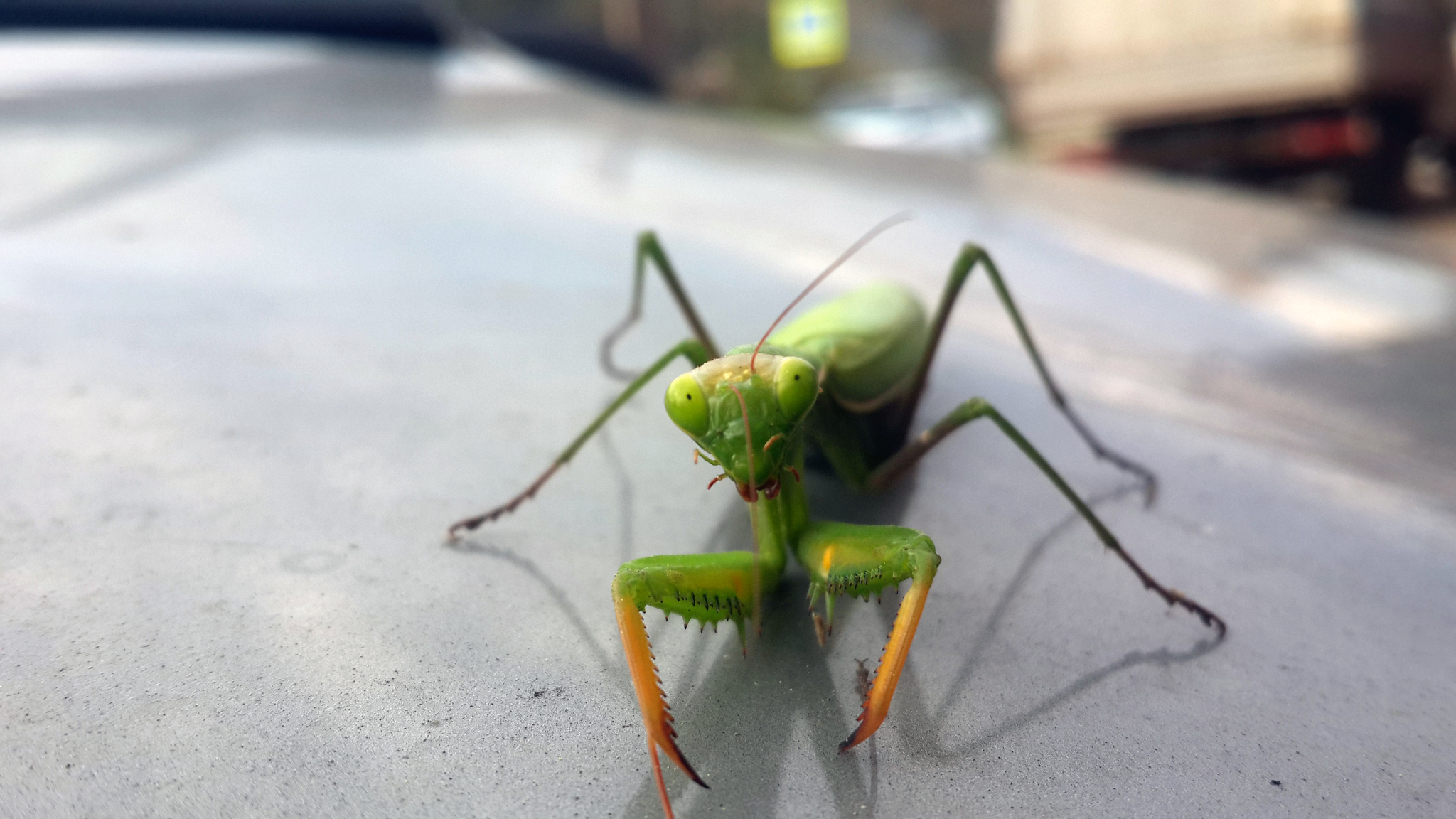 Don't get sick there... - My, Mantis, Sochi, Macro photography