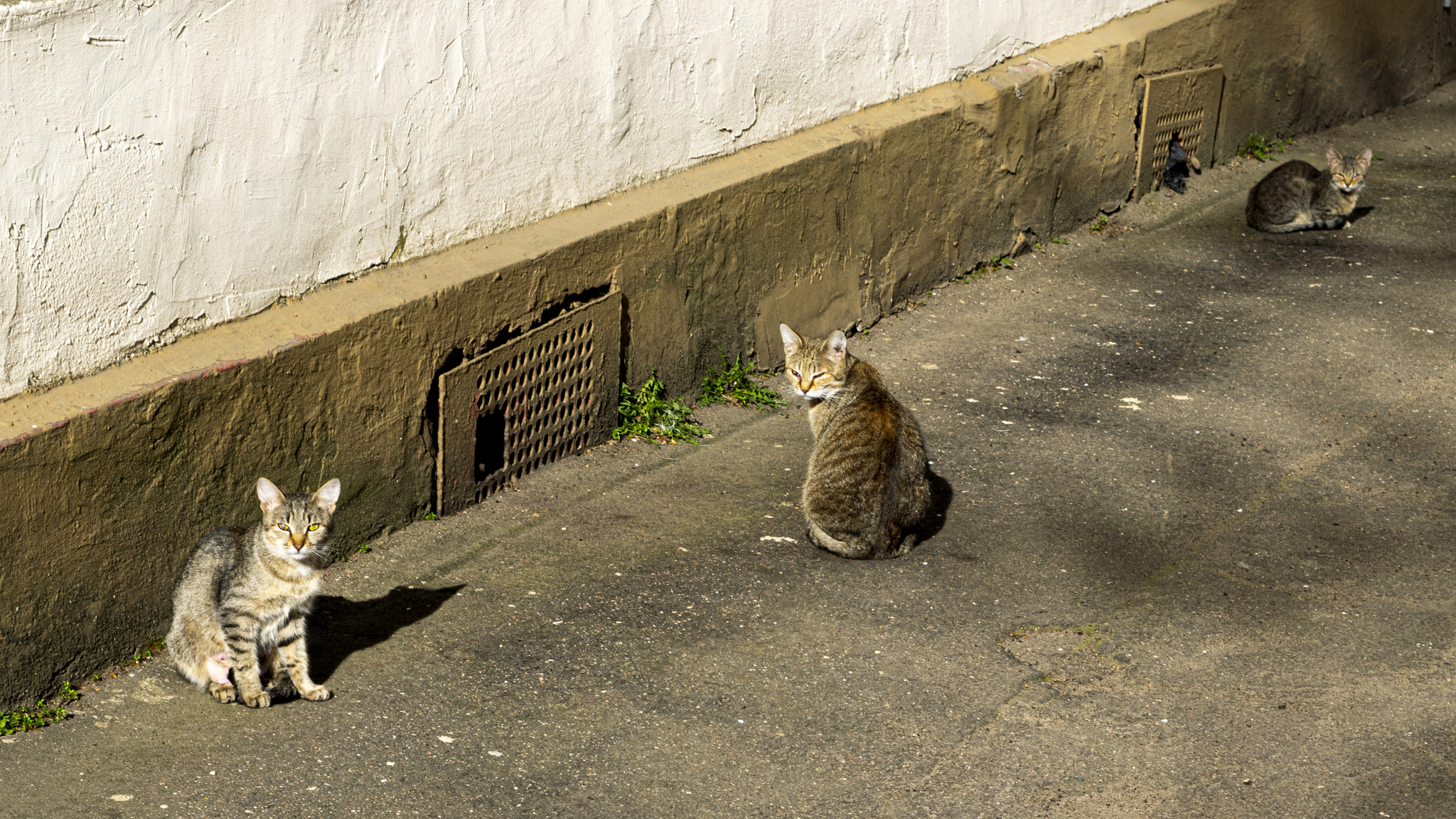 Gang assembled - My, cat, Morning, Animals