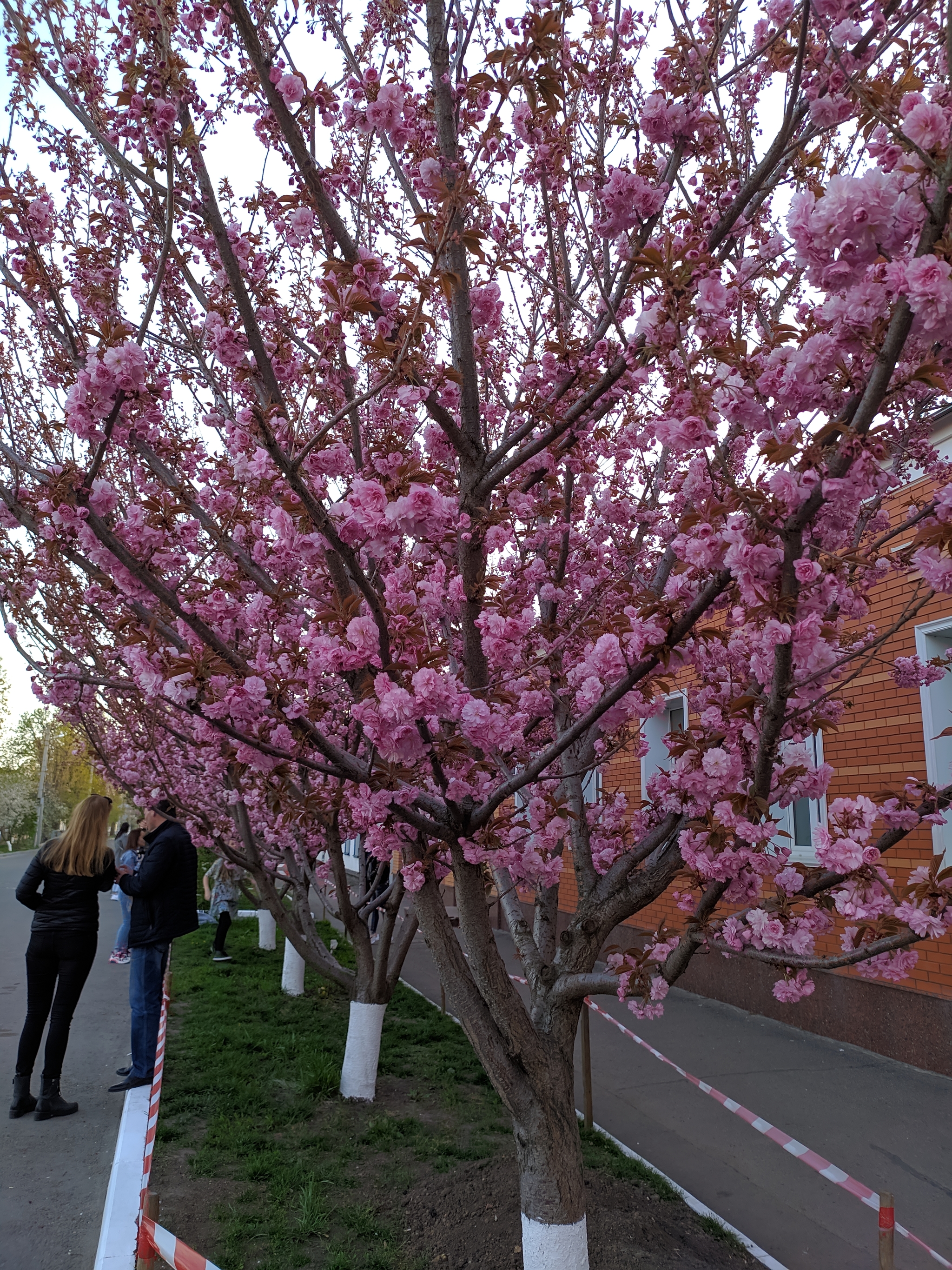 Sakura in Poltava - My, Spring, Poltava, Sakura, Quarantine, Longpost