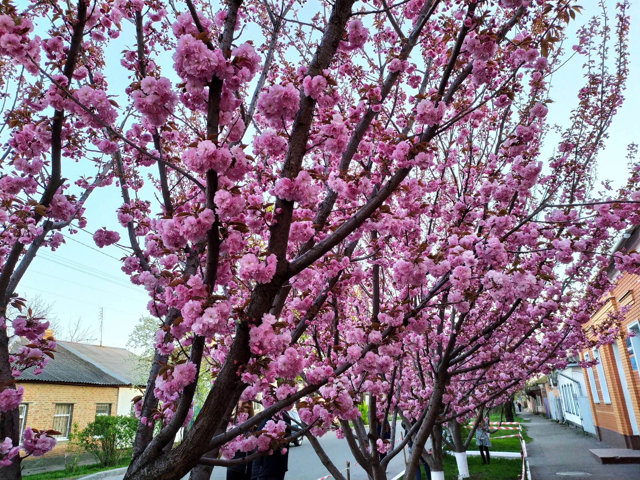 Sakura in Poltava - My, Spring, Poltava, Sakura, Quarantine, Longpost