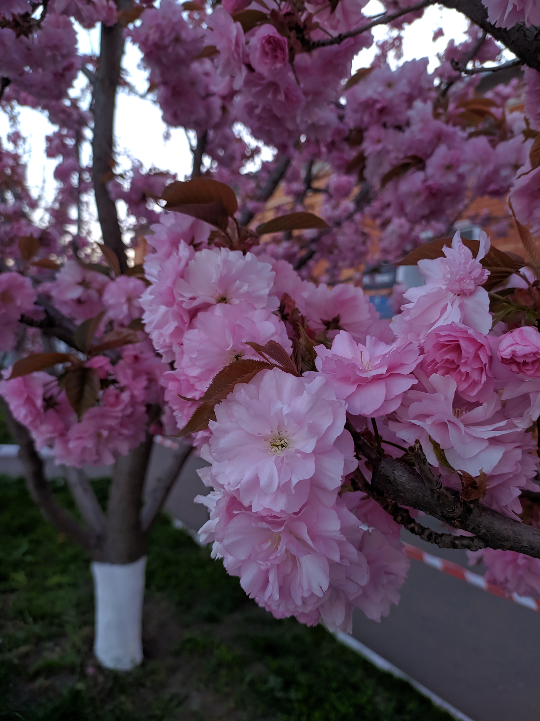 Sakura in Poltava - My, Spring, Poltava, Sakura, Quarantine, Longpost