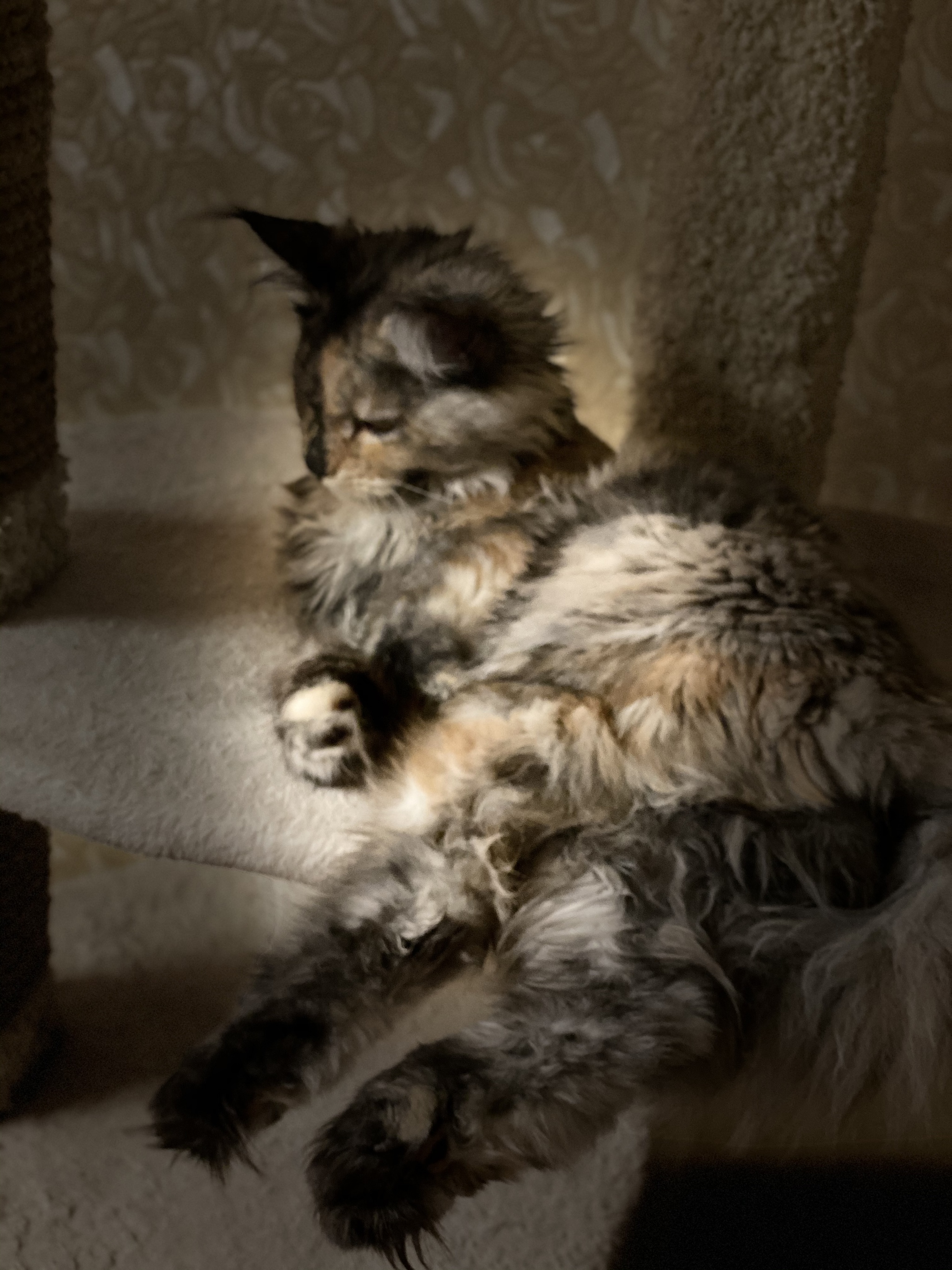 Resists on moral and strong-willed - My, cat, Animals, Maine Coon, British, Pets, Self-isolation, At the limit, Mustachioed - Striped, Longpost