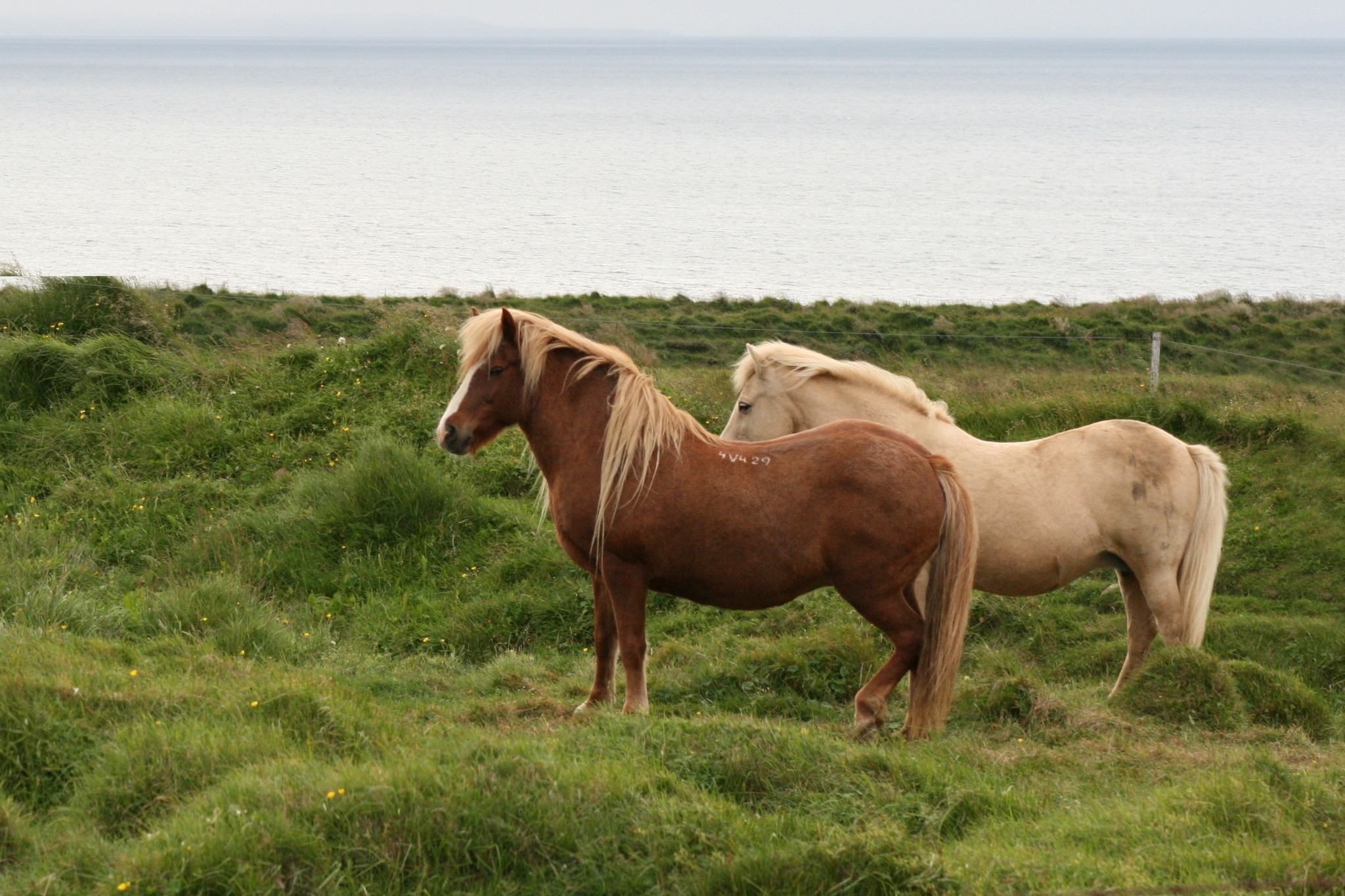 Where would you like to return: Iceland - My, Iceland, Ice, Wind, Waterfall, Canon 400D, Longpost