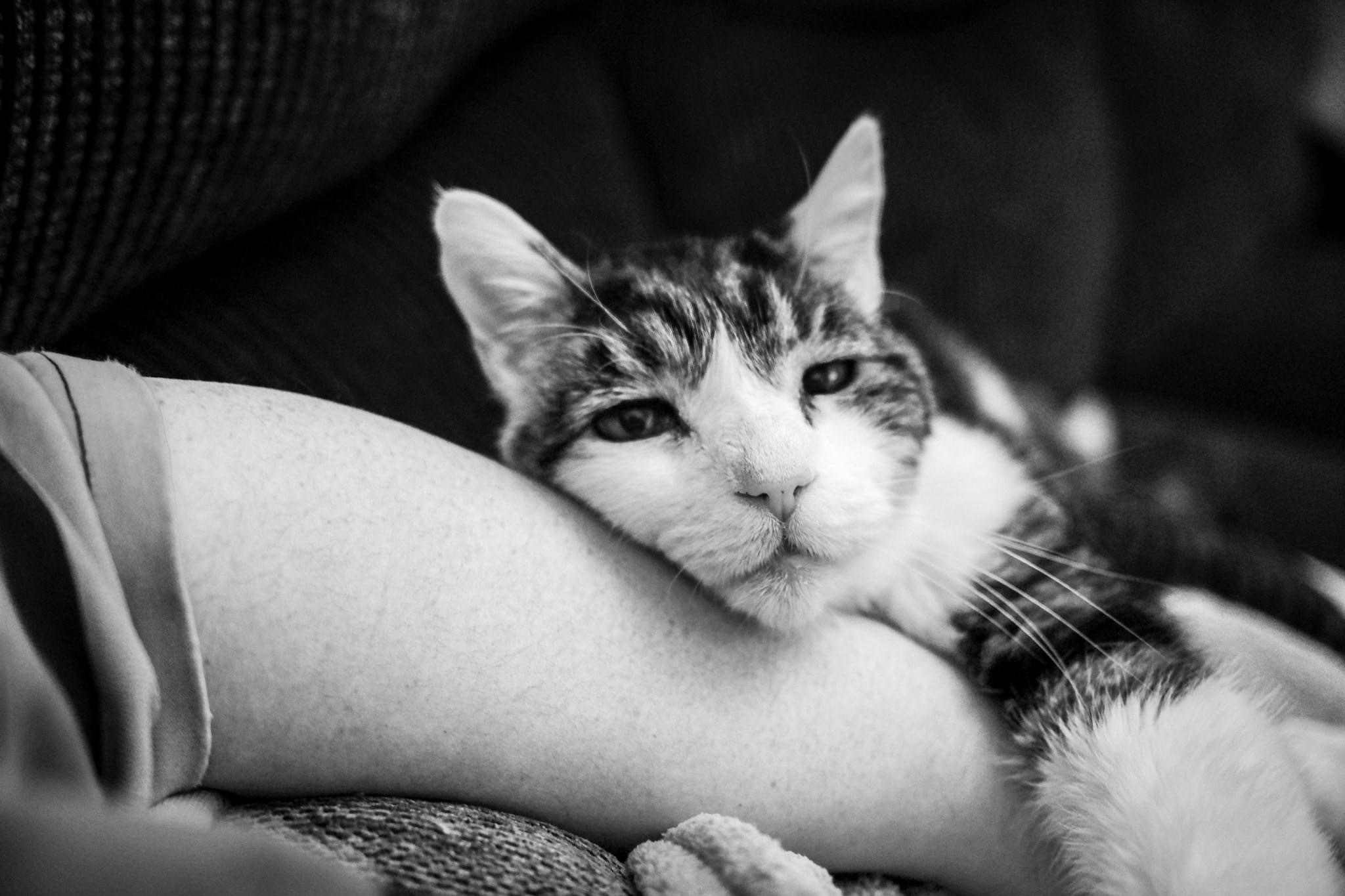 Don't go, okay? - Sadness, cat, Black and white photo