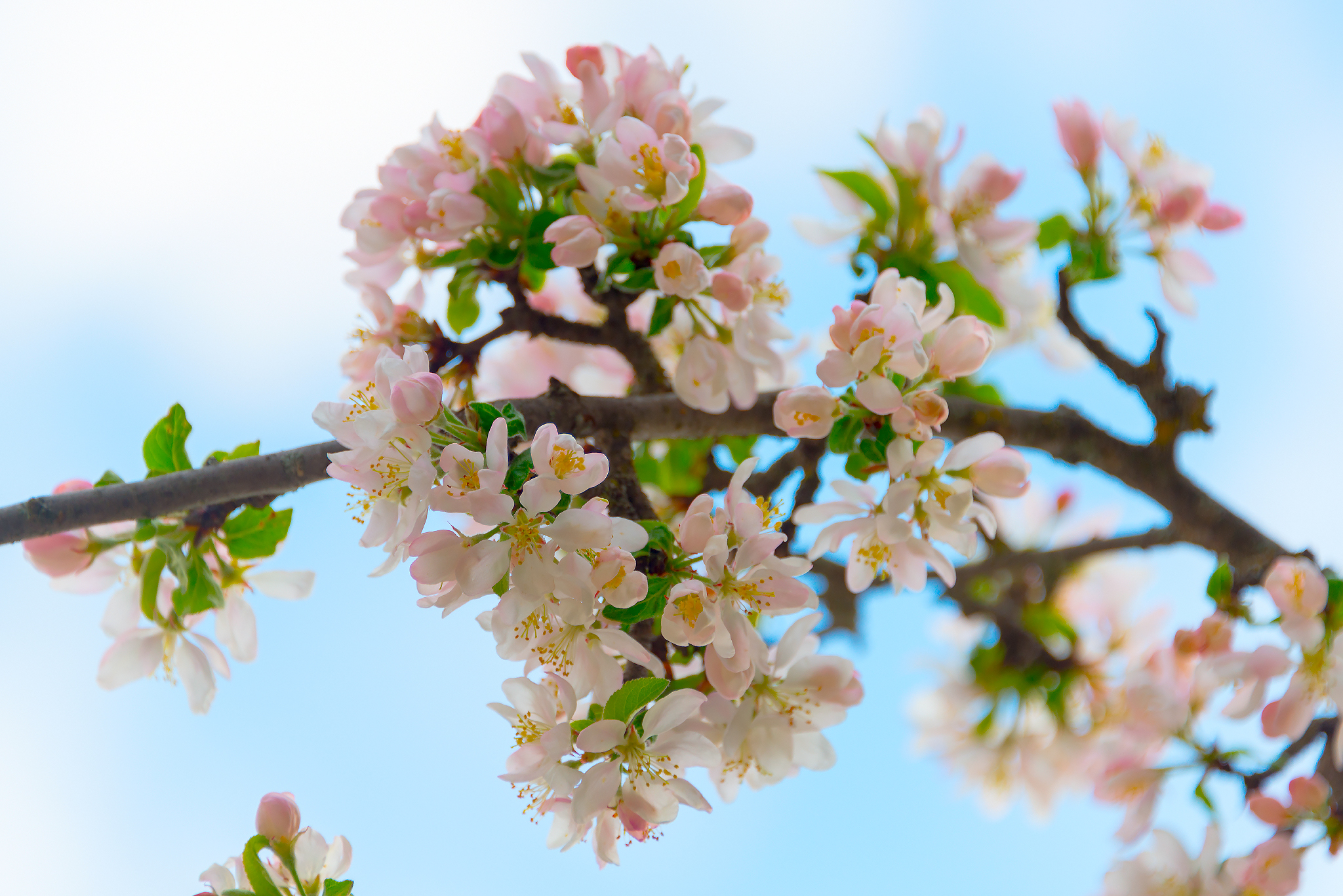 Wild apple tree blooms - My, Apple tree, Bloom, Spring, Longpost